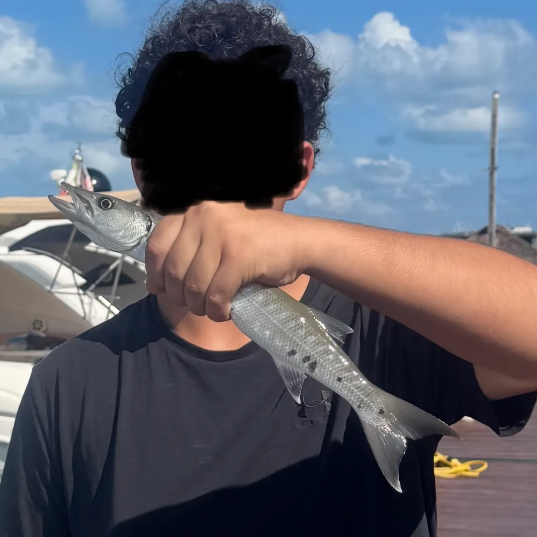 The most recent Great barracuda catches on Fishbrain