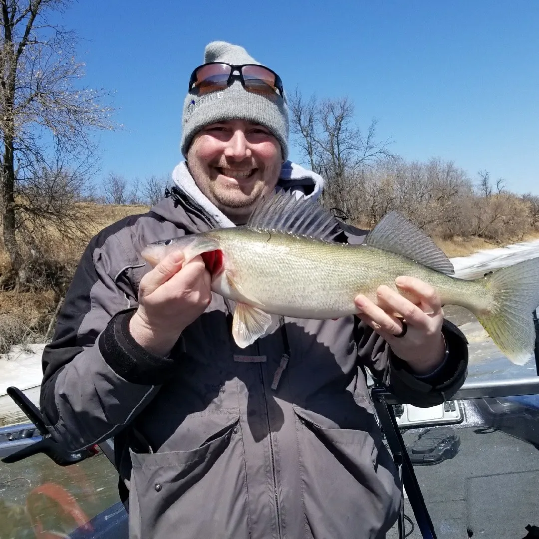 Walleye caught on Fishbrain
