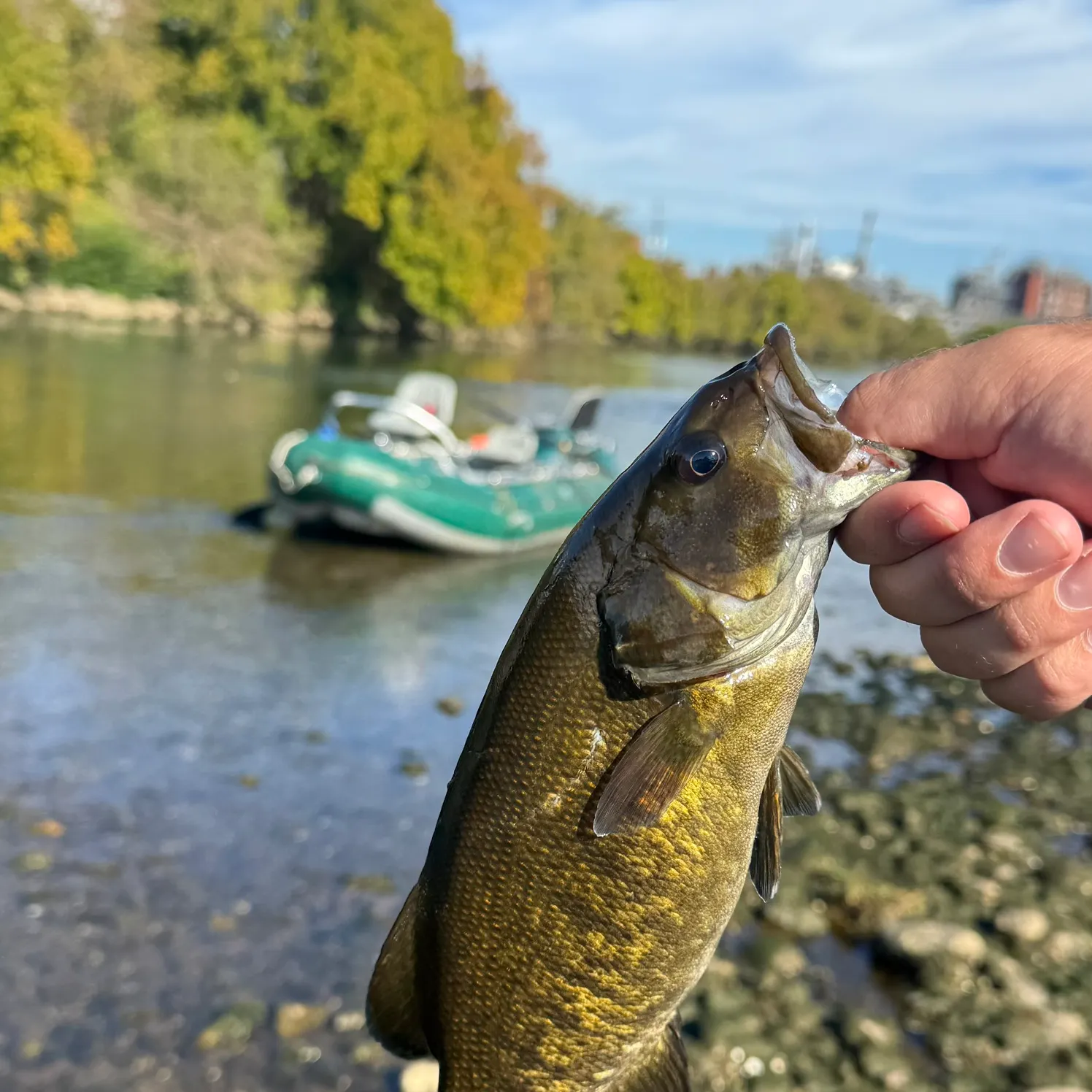 Smallmouth bass caught on Fishbrain