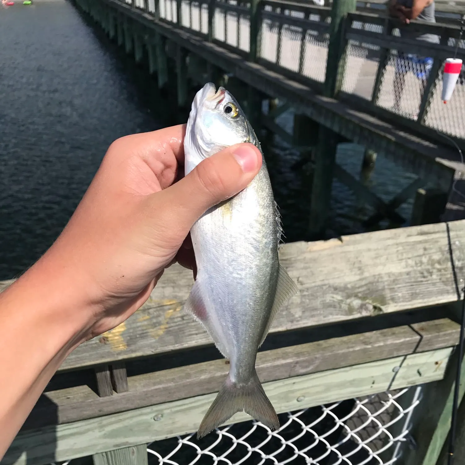 The most popular recent Bluefish catch on Fishbrain