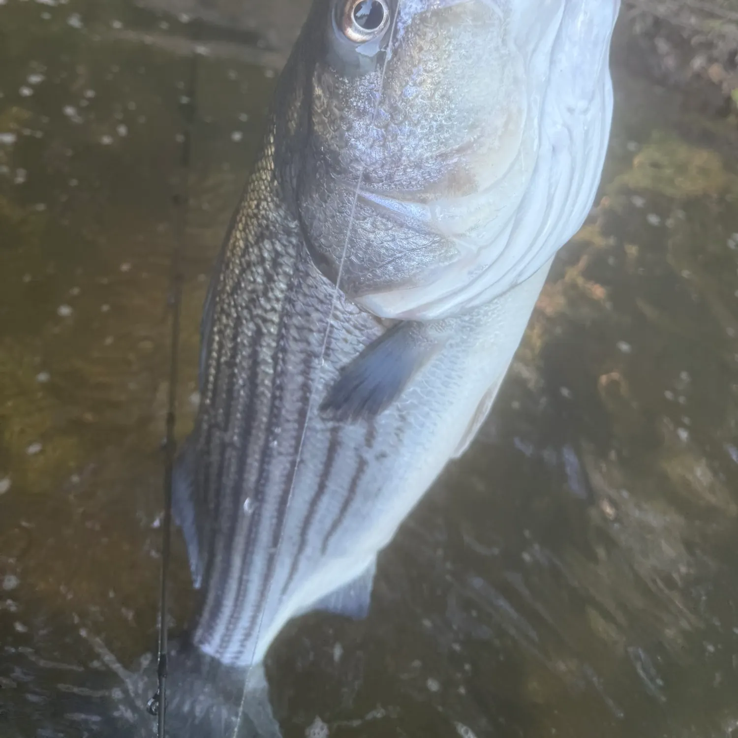 Striped bass caught on Fishbrain