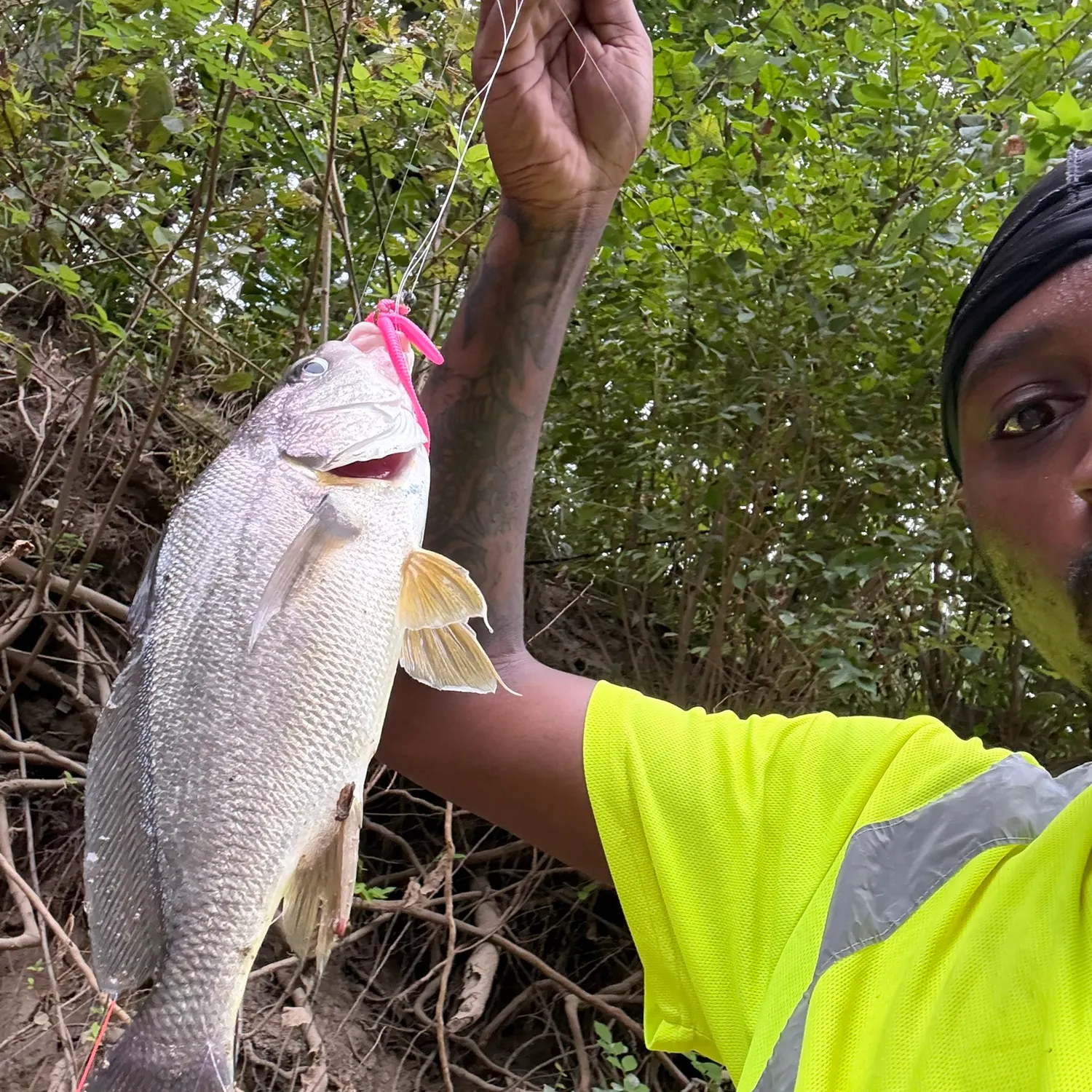 Freshwater drum caught on Fishbrain