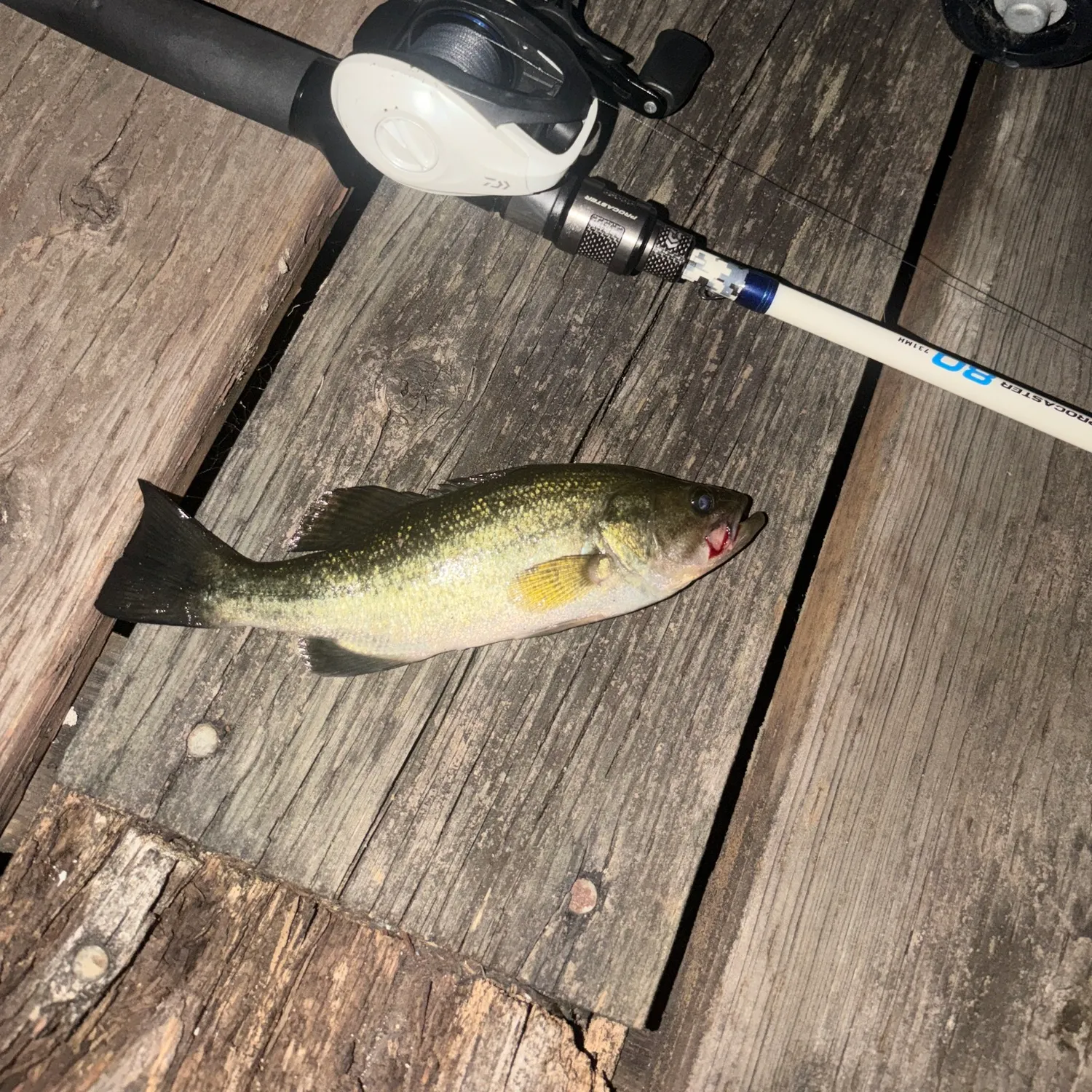 Largemouth bass caught on Fishbrain