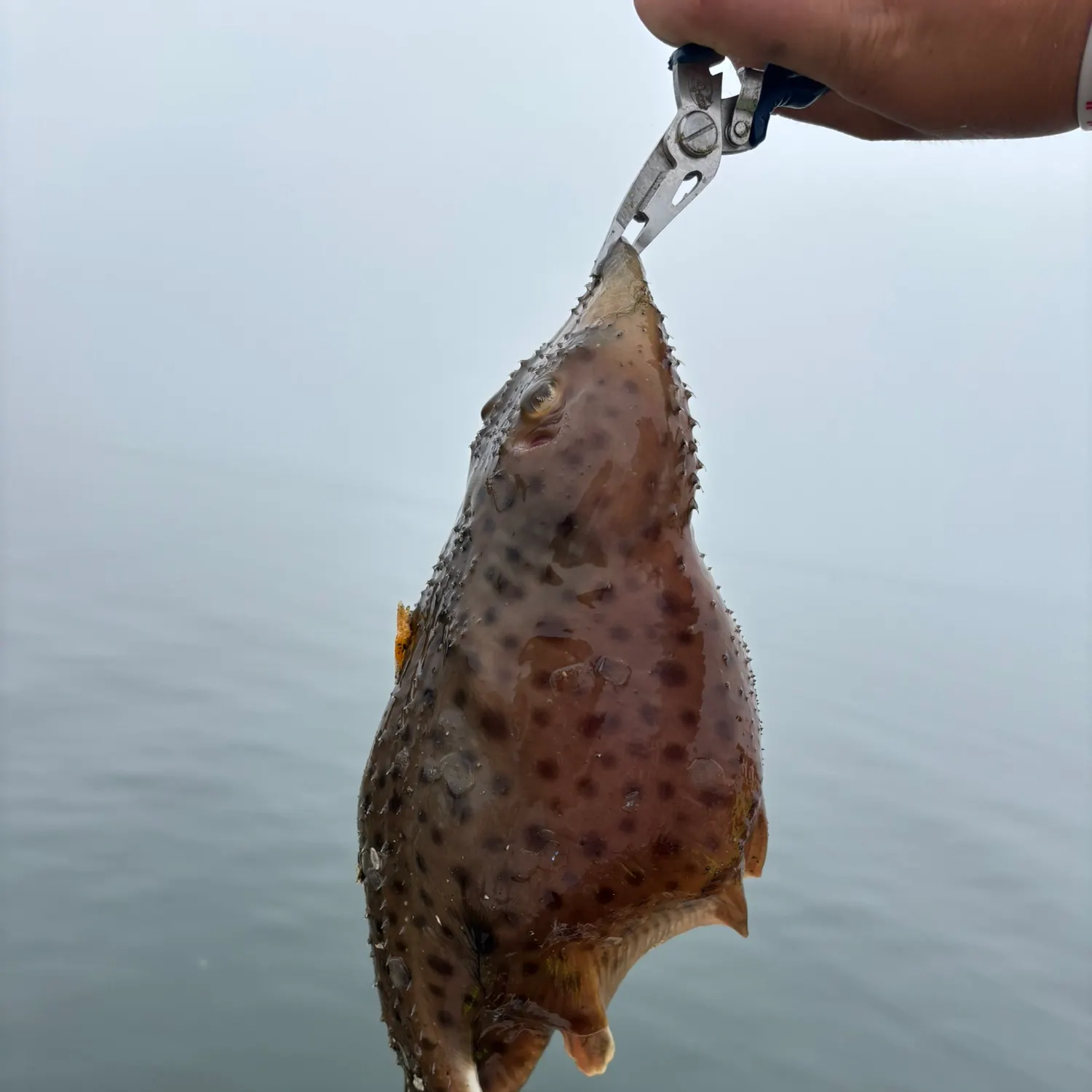 The most recent Little Skate catches on Fishbrain