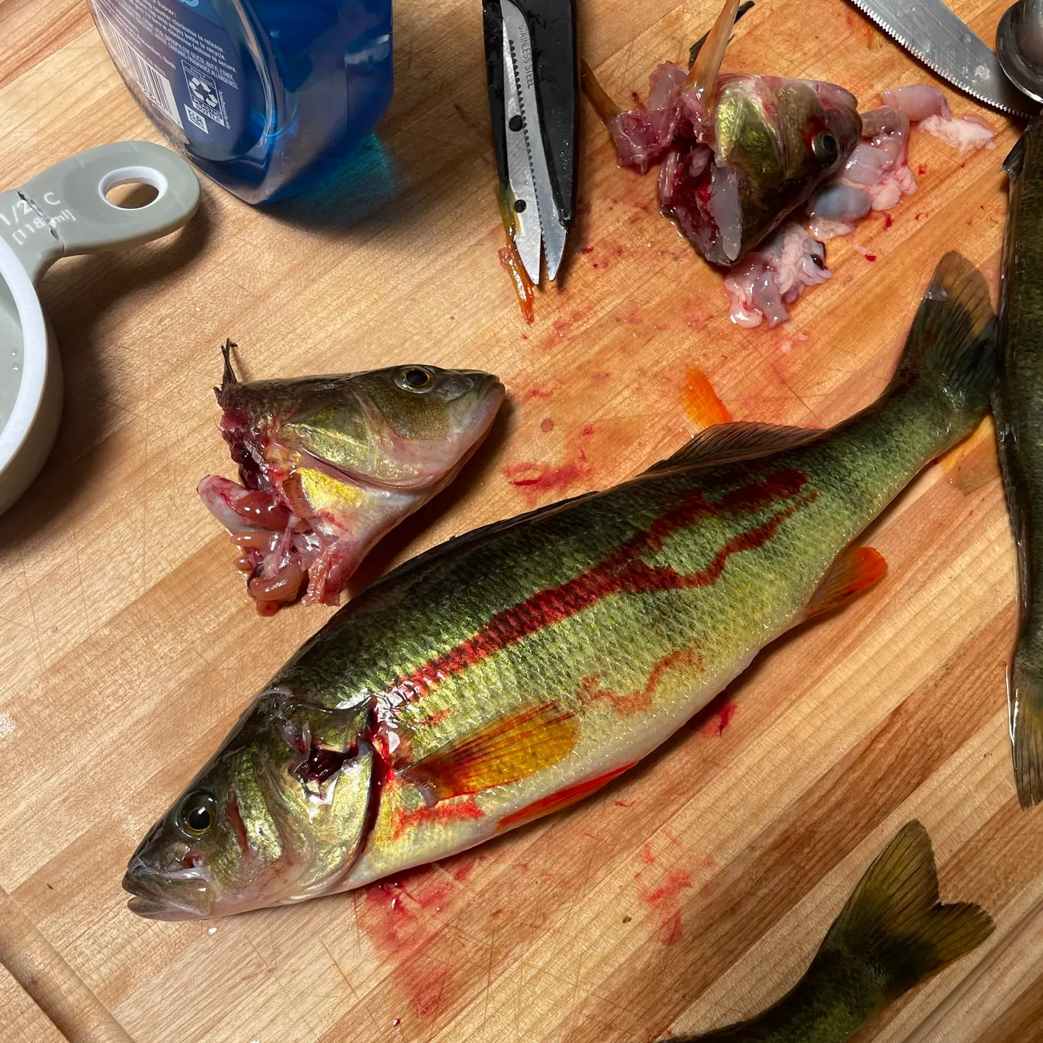 Yellow perch caught on Fishbrain