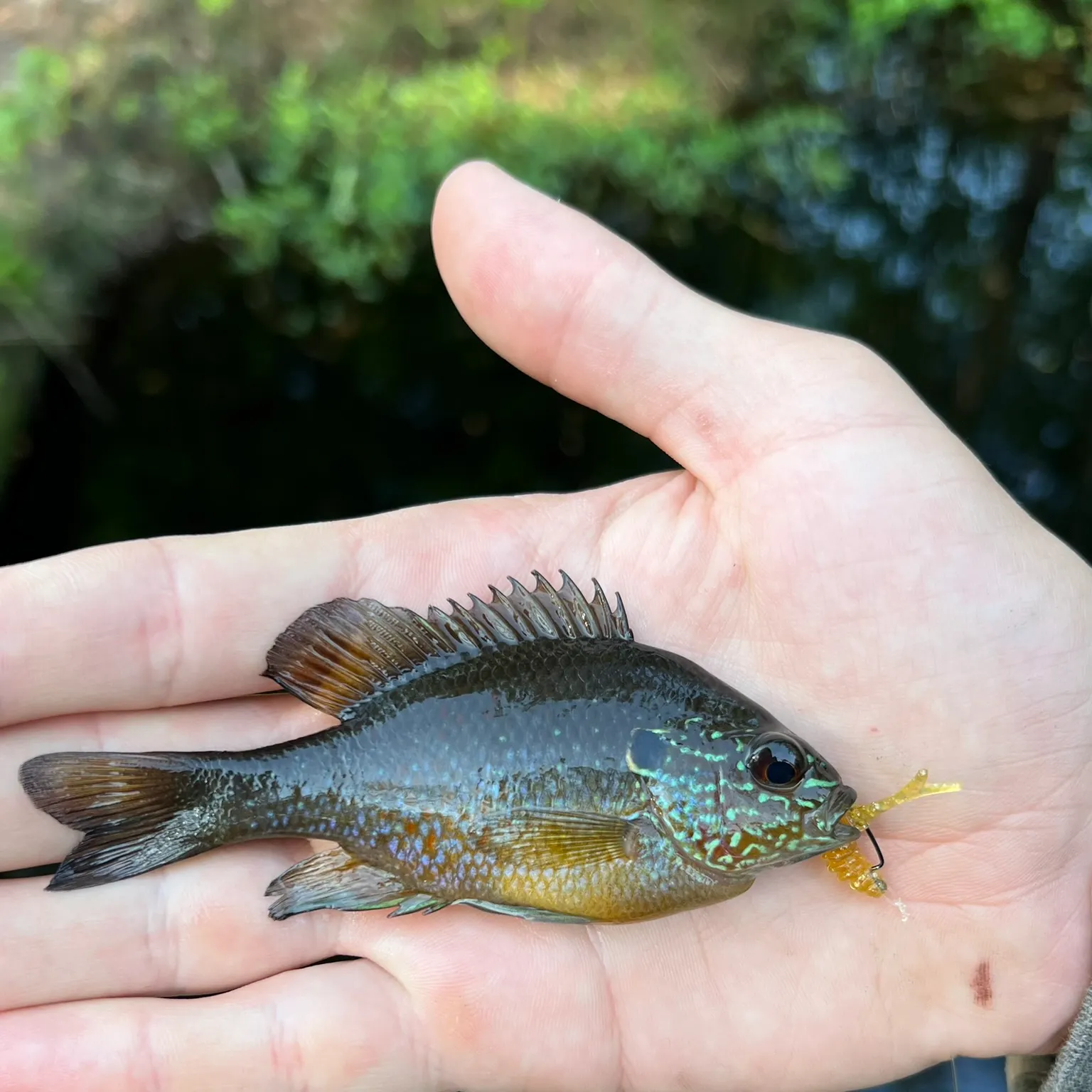 The most recent Dollar sunfish catches on Fishbrain