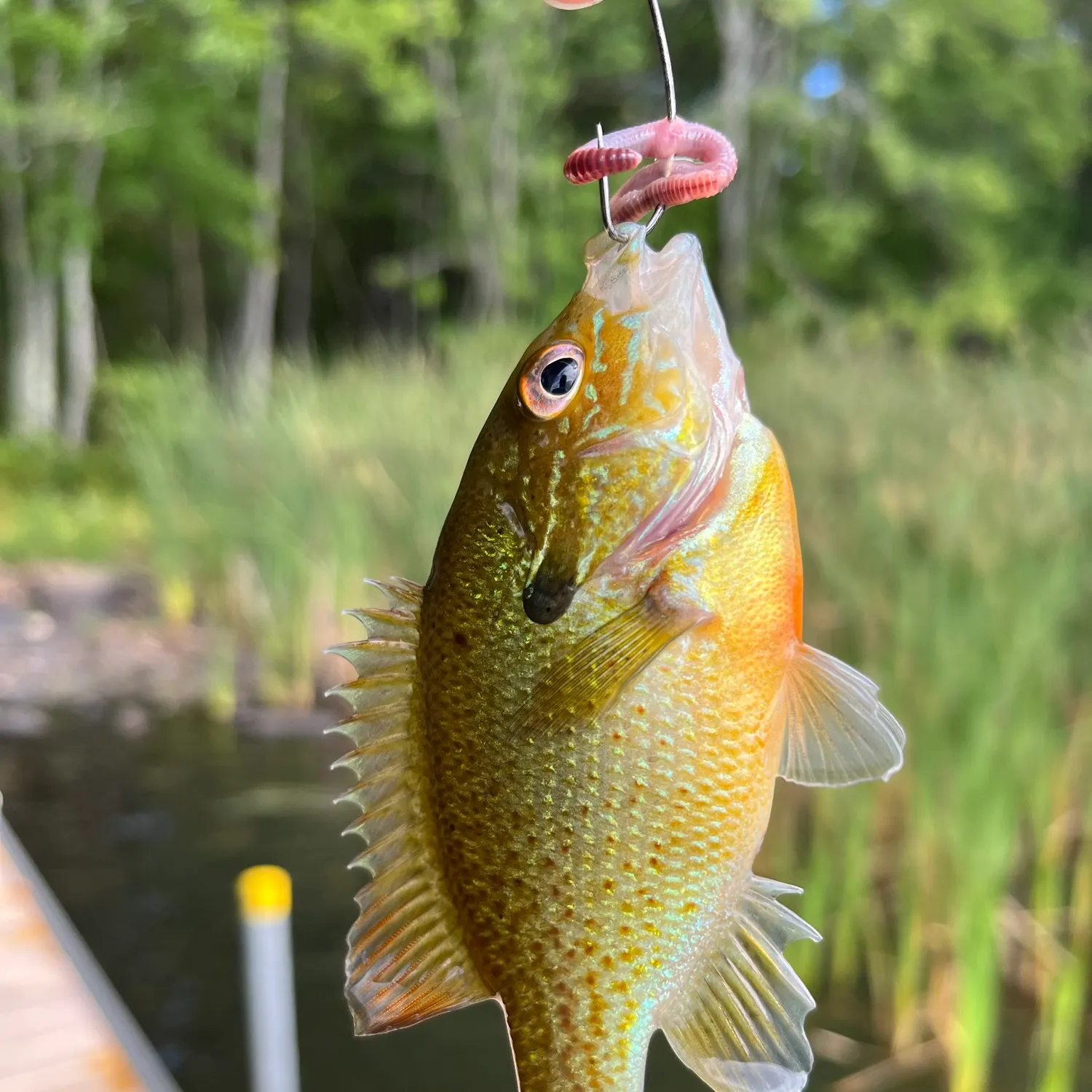Redbreast sunfish caught on Fishbrain