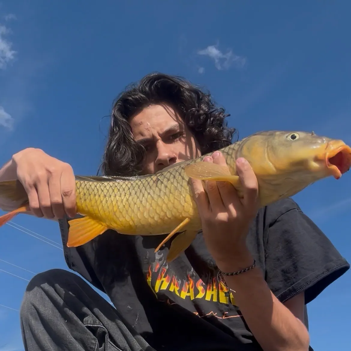 Common carp caught on Fishbrain