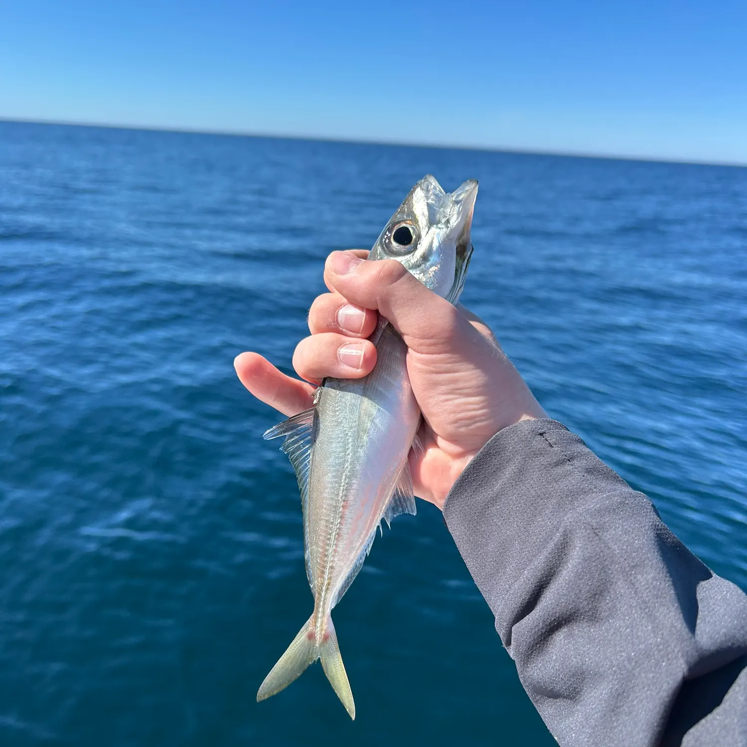 The most recent Atlantic horse mackerel catches on Fishbrain