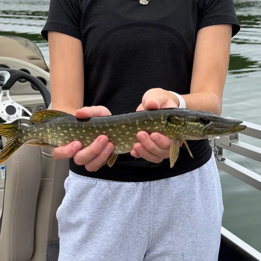 Northern pike caught on Fishbrain