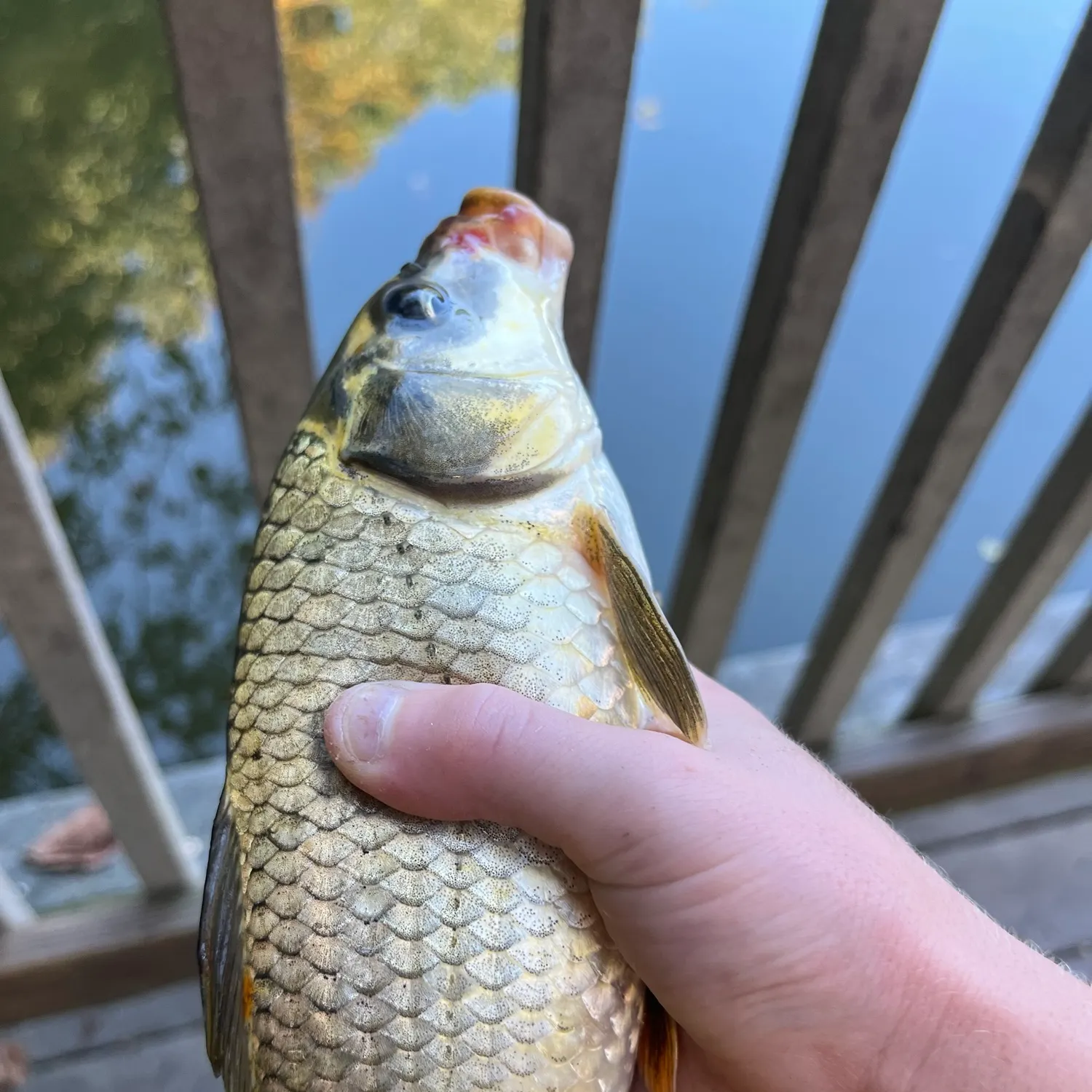Grass carp caught on Fishbrain