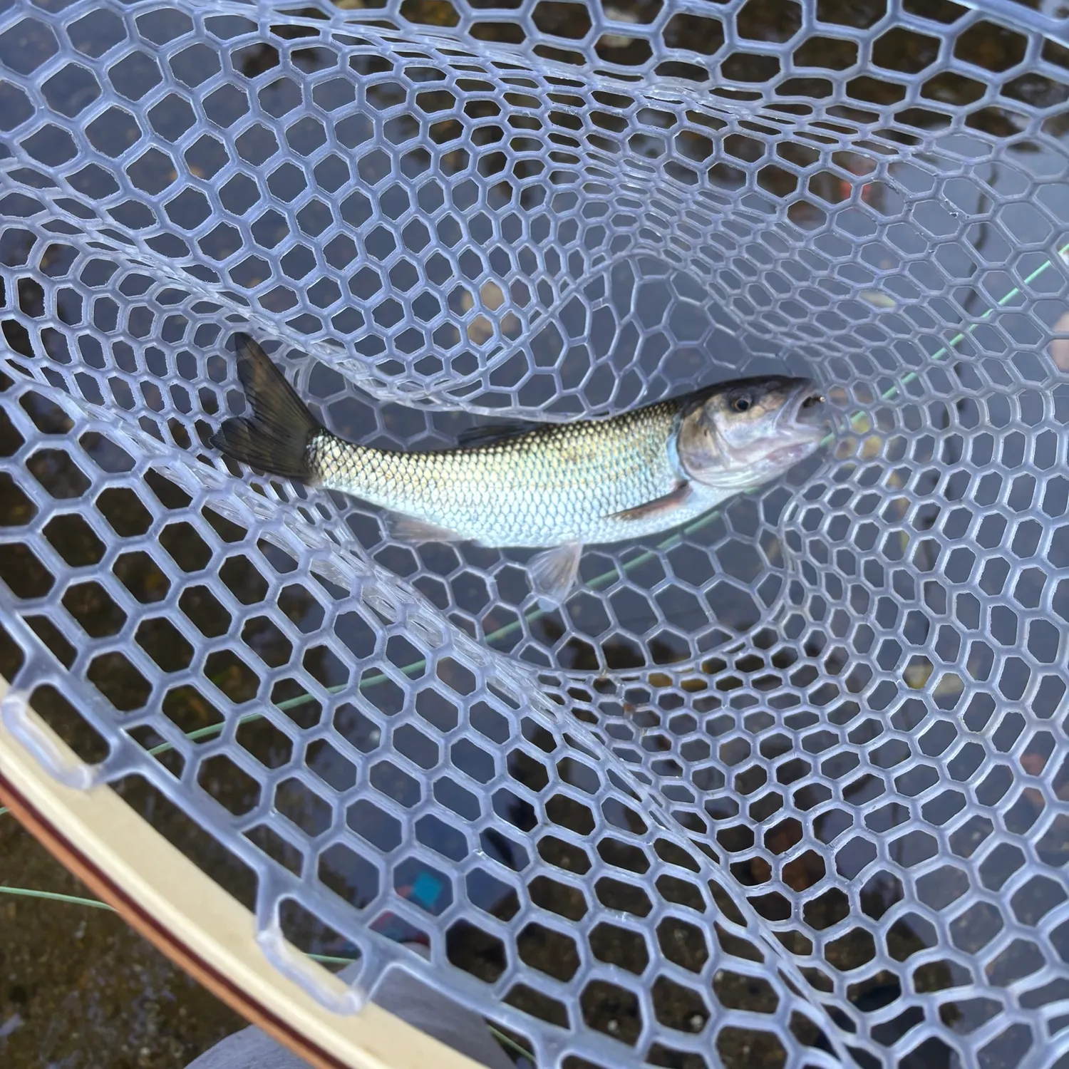 Fallfish caught on Fishbrain