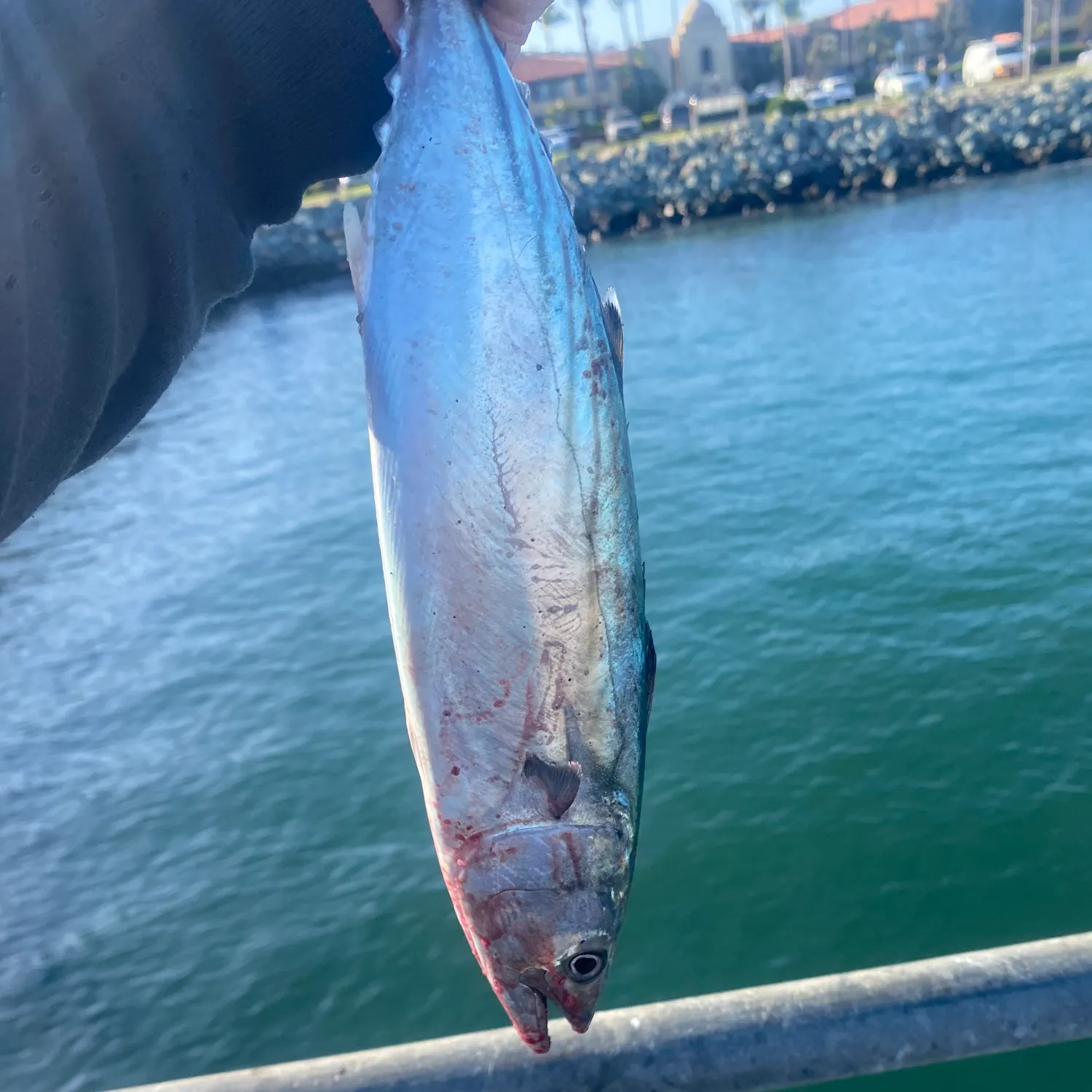 Striped bonito caught on Fishbrain