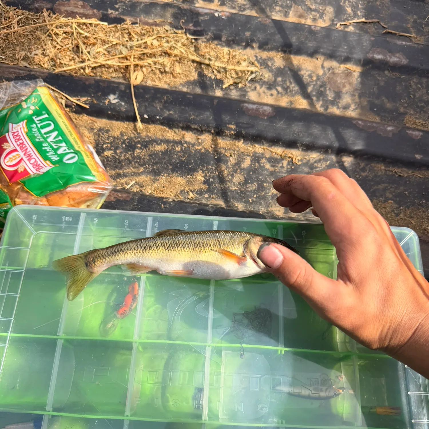 Creek chub caught on Fishbrain