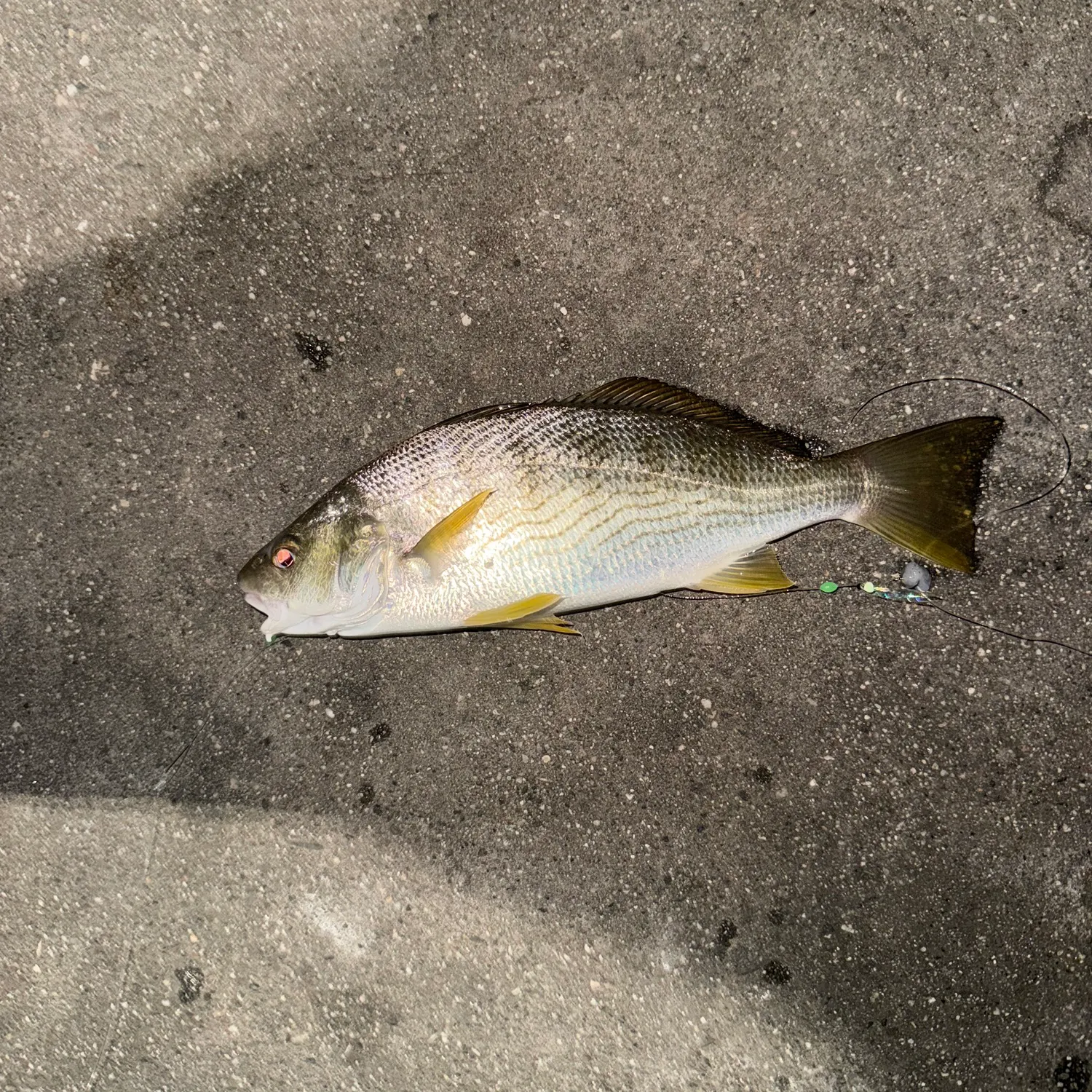 Yellowfin croaker caught on Fishbrain