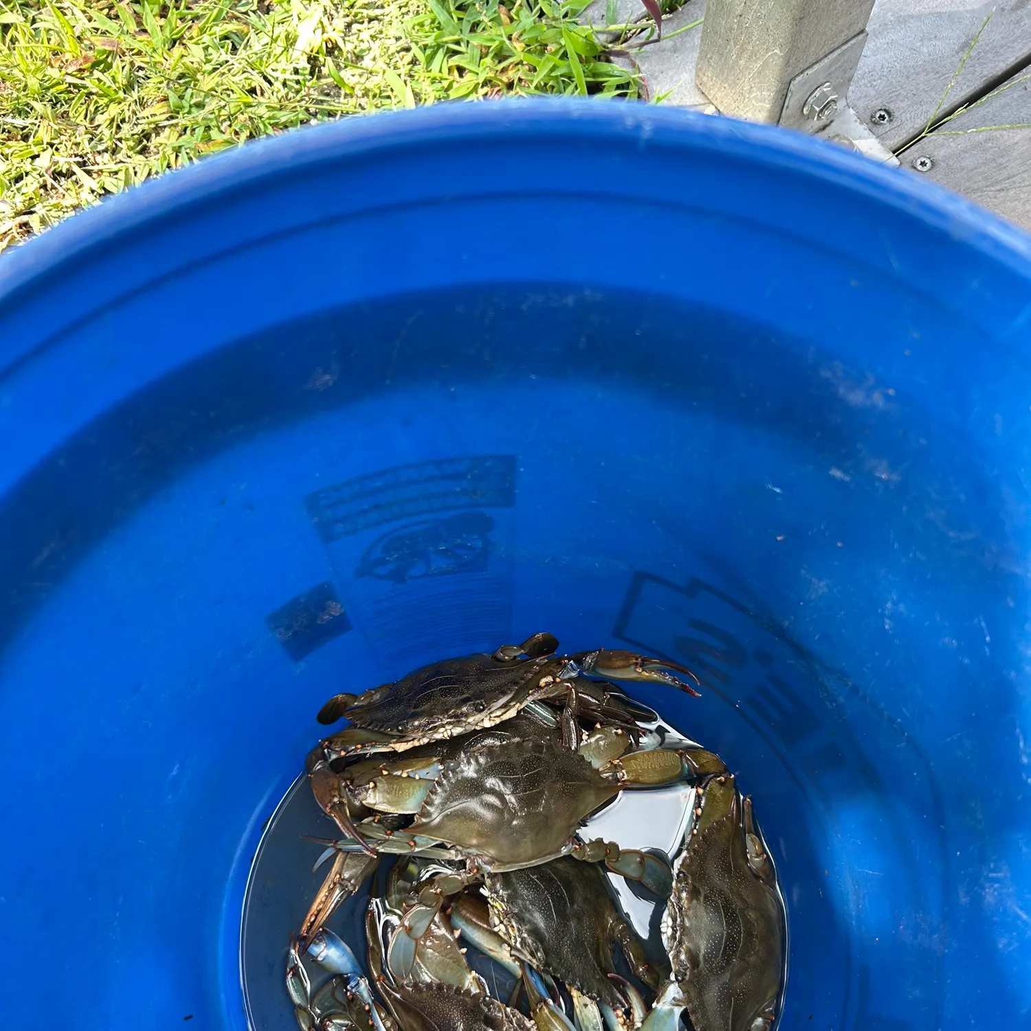 Blue crab caught on Fishbrain