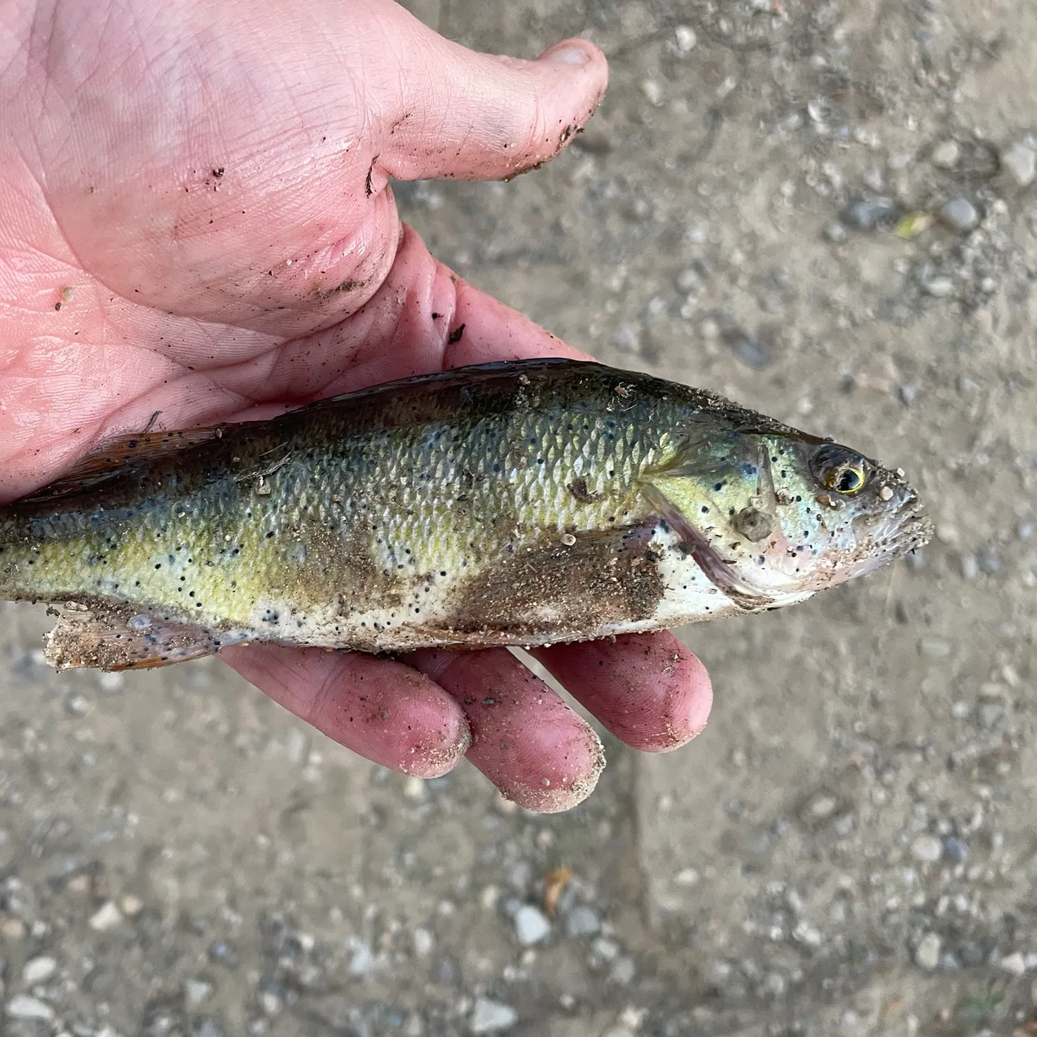 Yellow perch caught on Fishbrain
