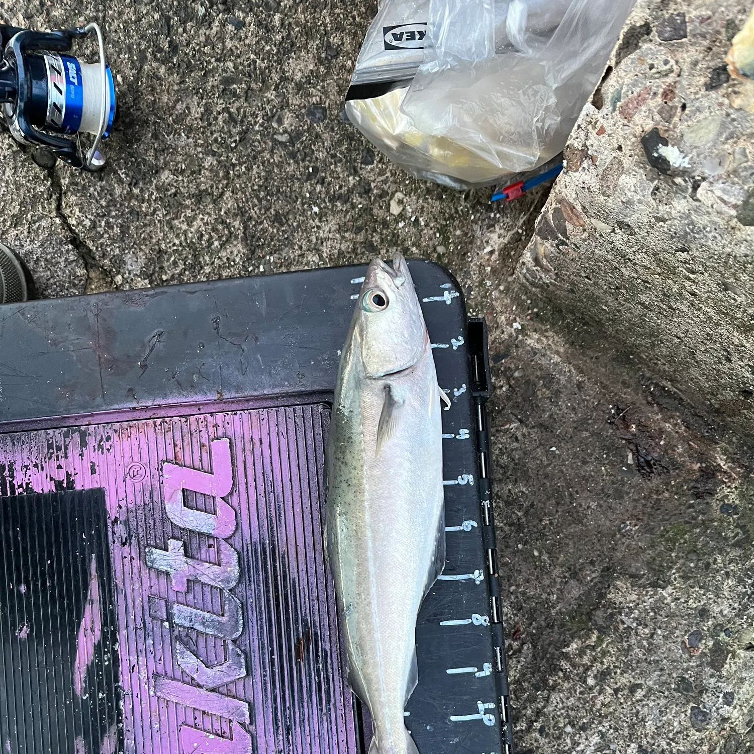 The most recent Atlantic pollock catches on Fishbrain