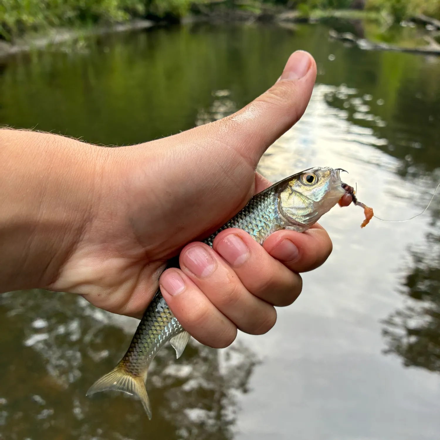 Fallfish caught on Fishbrain
