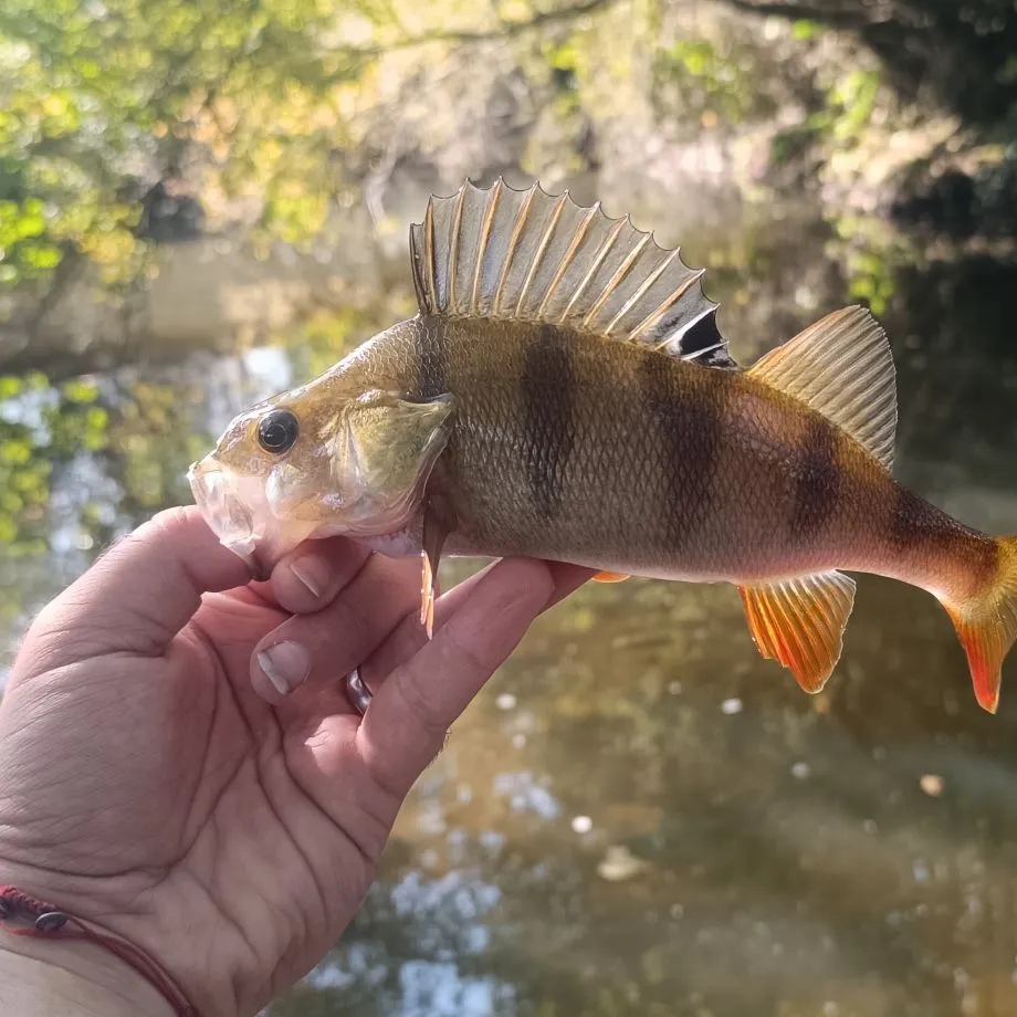 European perch caught on Fishbrain