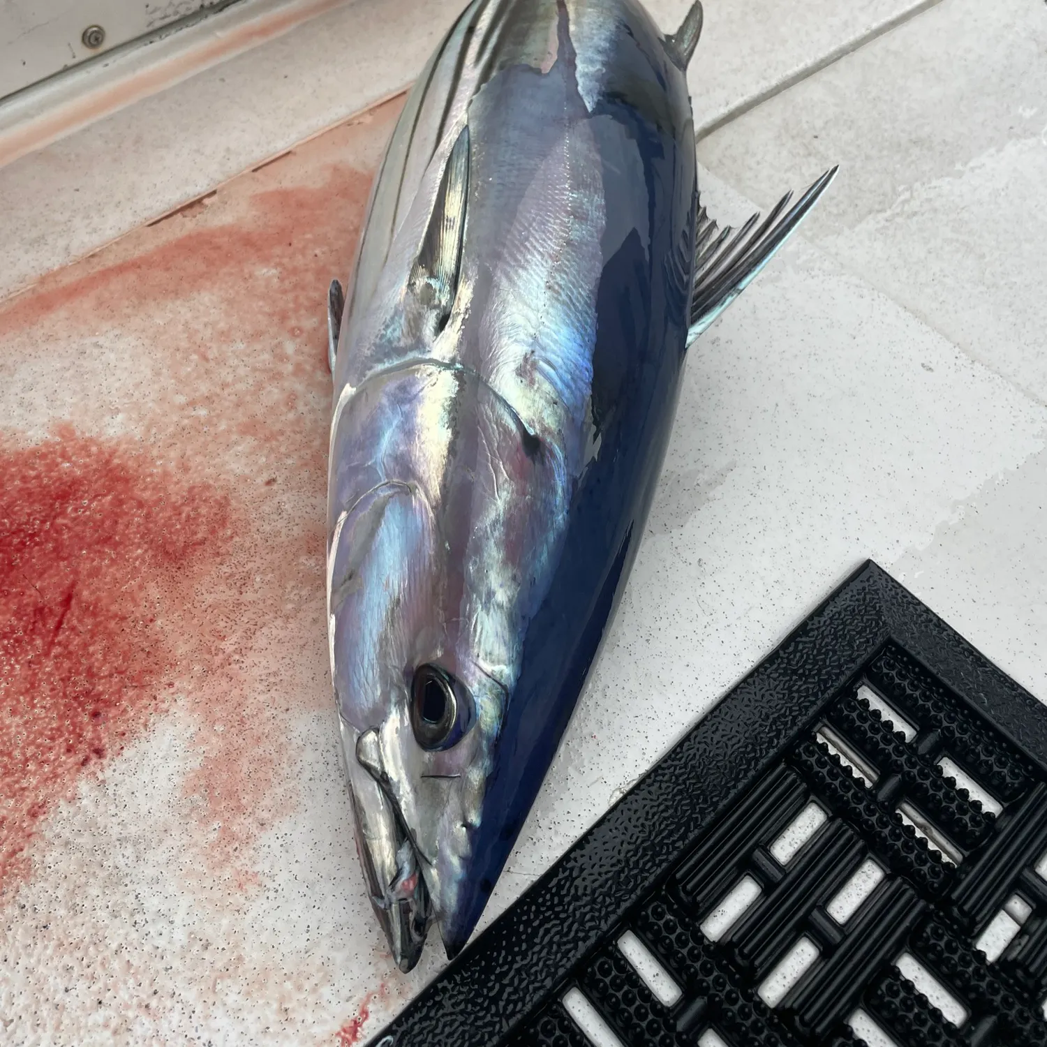 The most recent Skipjack tuna catches on Fishbrain