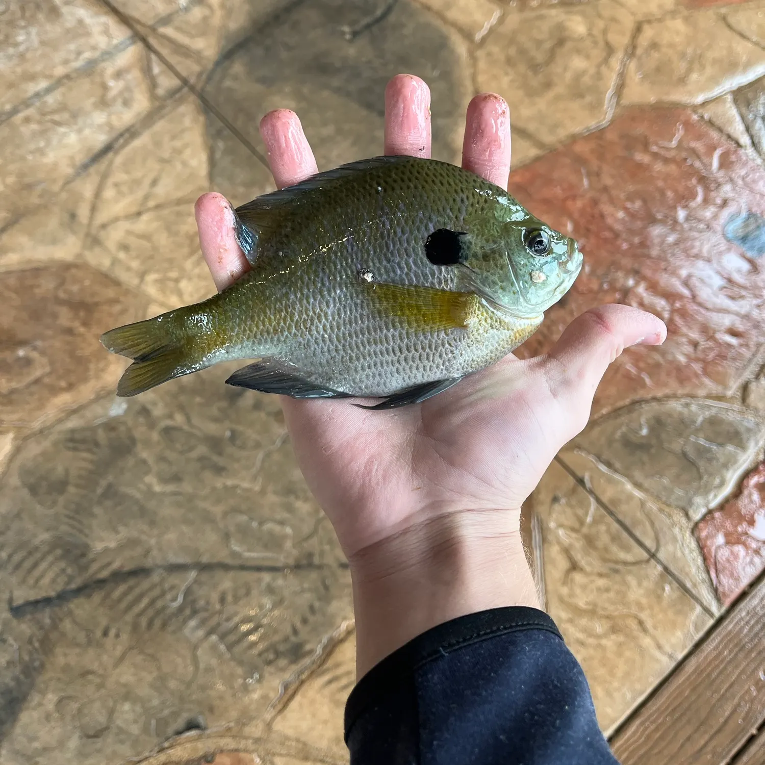 Bluegill caught on Fishbrain