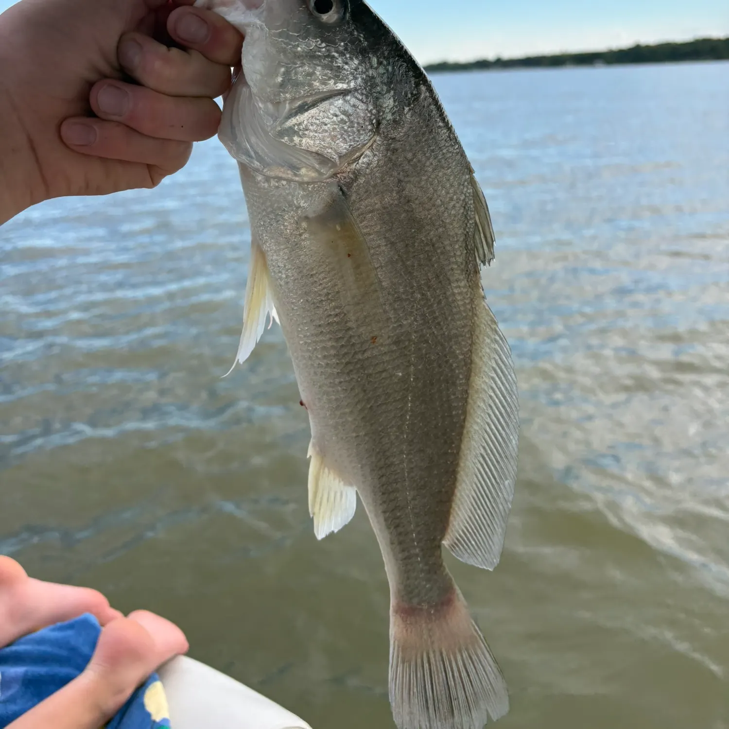 Freshwater drum caught on Fishbrain