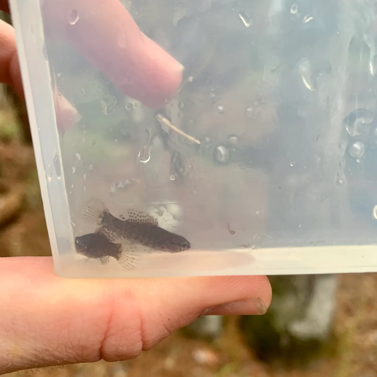 The most recent Banded pygmy sunfish catches on Fishbrain