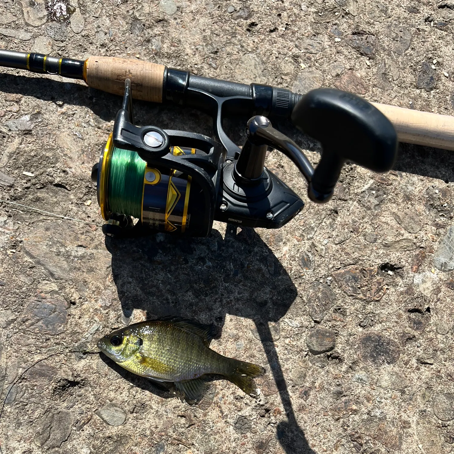 Bluegill caught on Fishbrain
