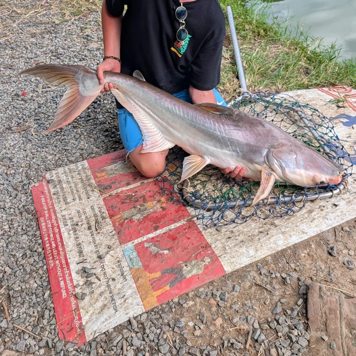 The most recent Mekong giant catfish catches on Fishbrain