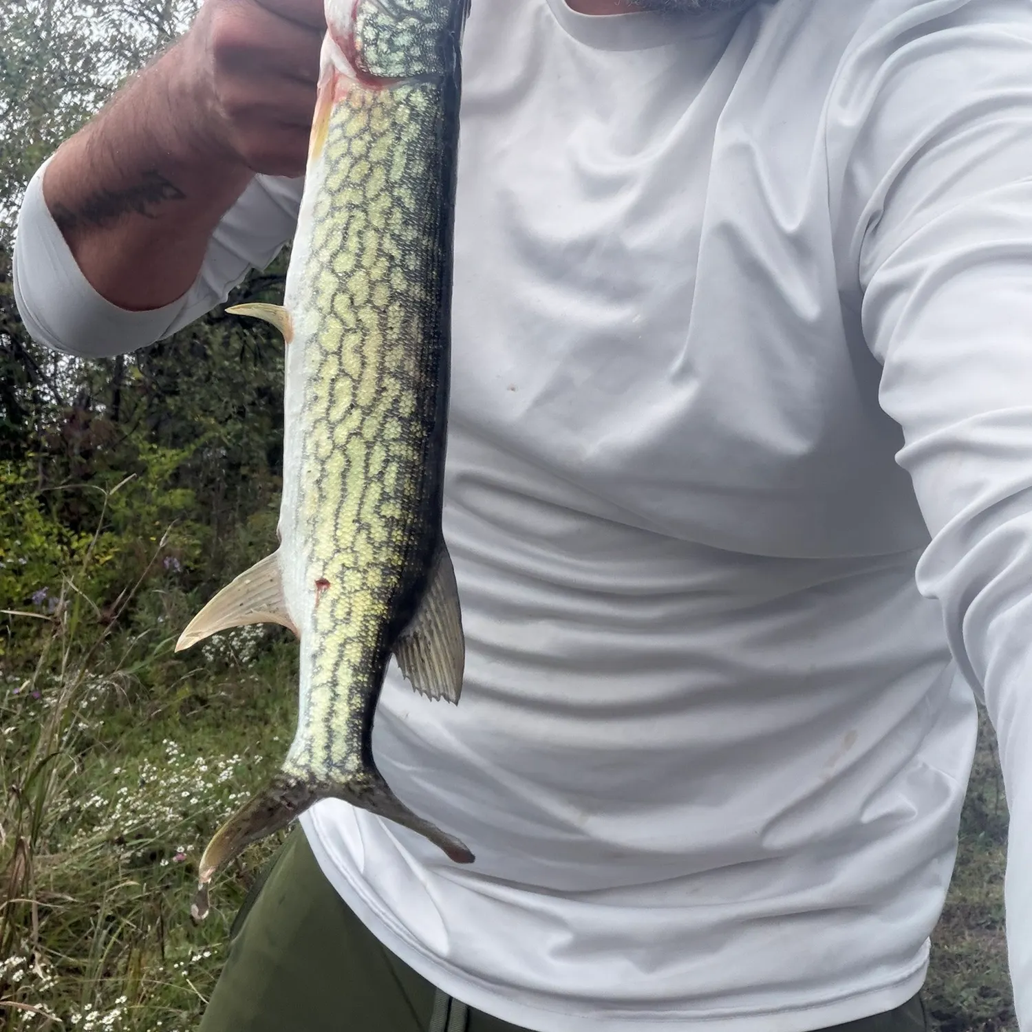 Chain pickerel caught on Fishbrain