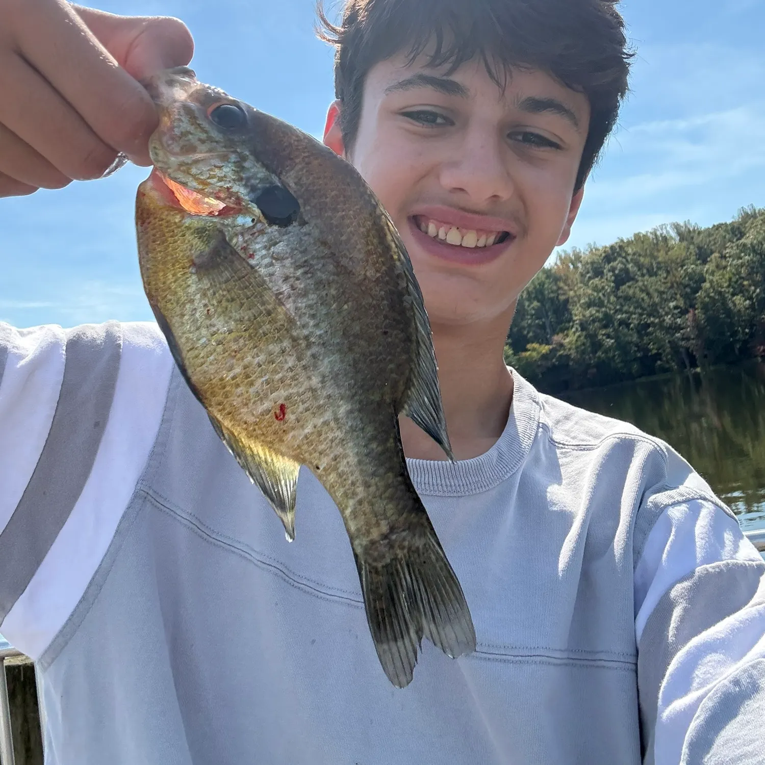 Pumpkinseed caught on Fishbrain