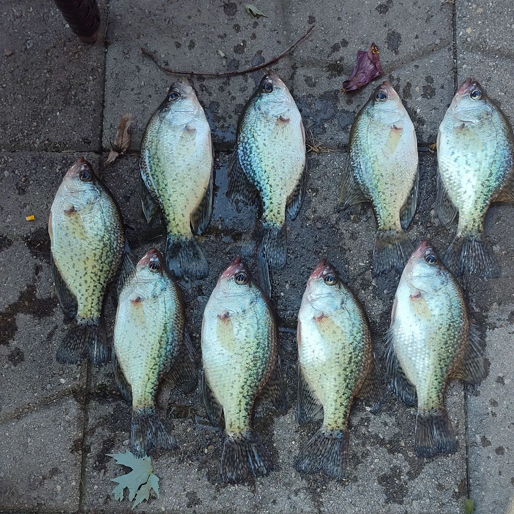 recently logged catches
