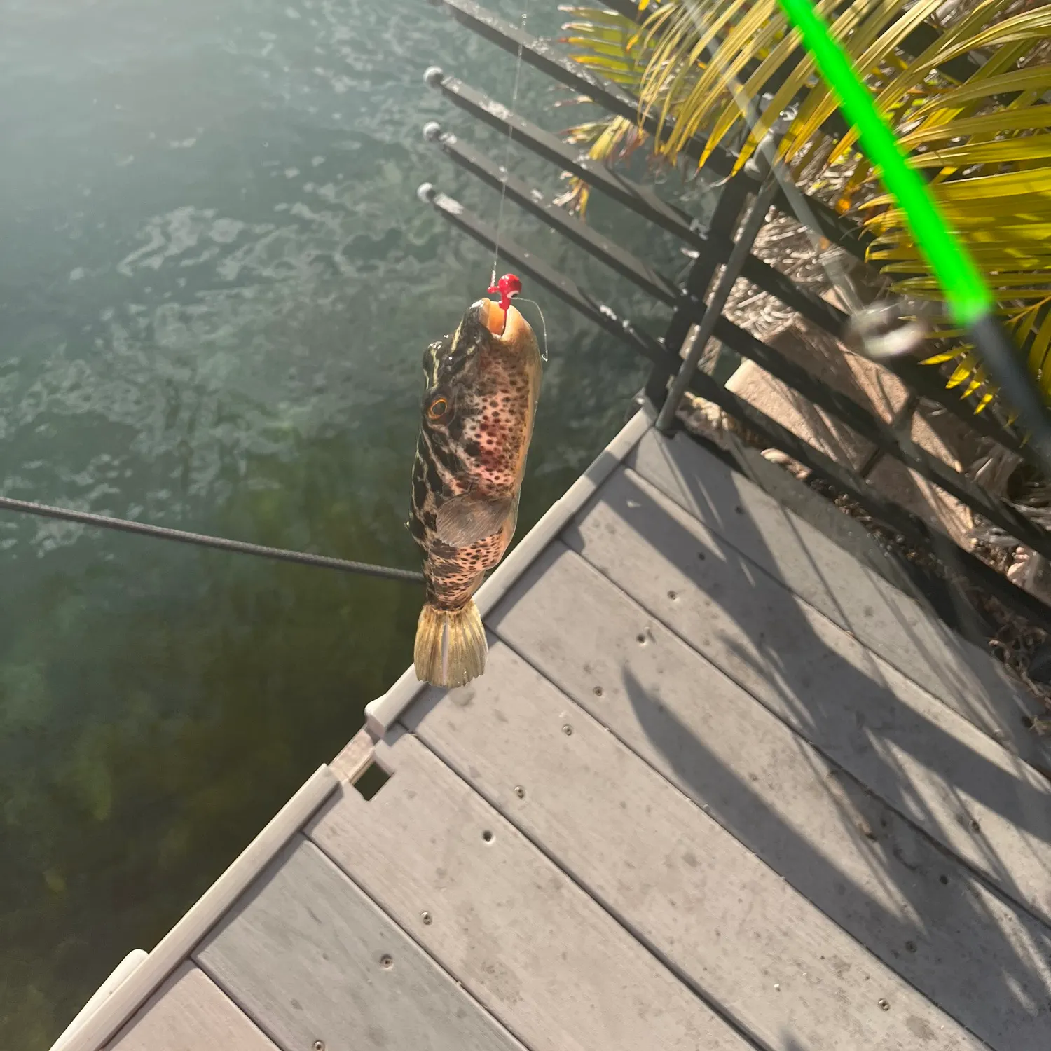 The most recent Northern puffer catches on Fishbrain