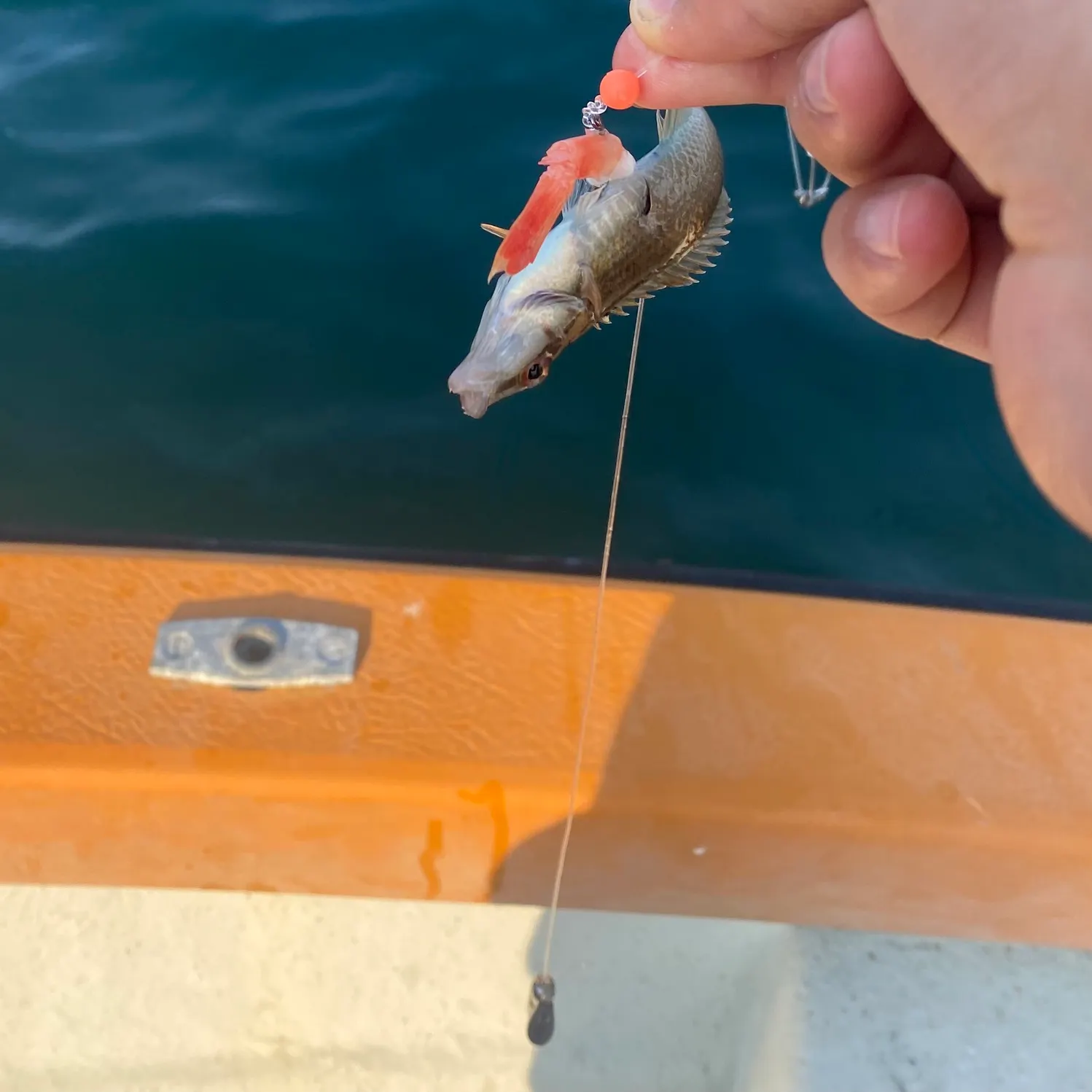 The most recent Goldsinny wrasse catches on Fishbrain
