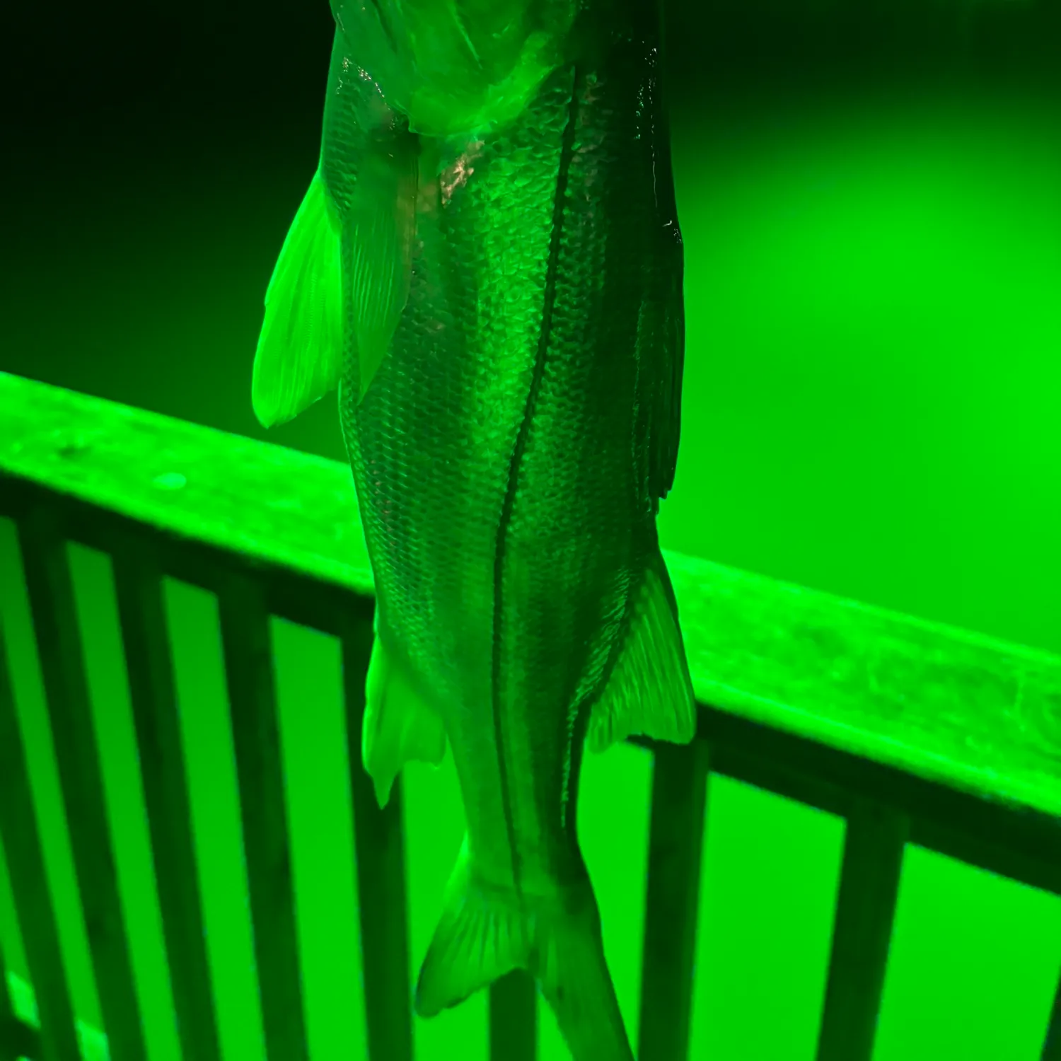 The most recent Common snook catches on Fishbrain