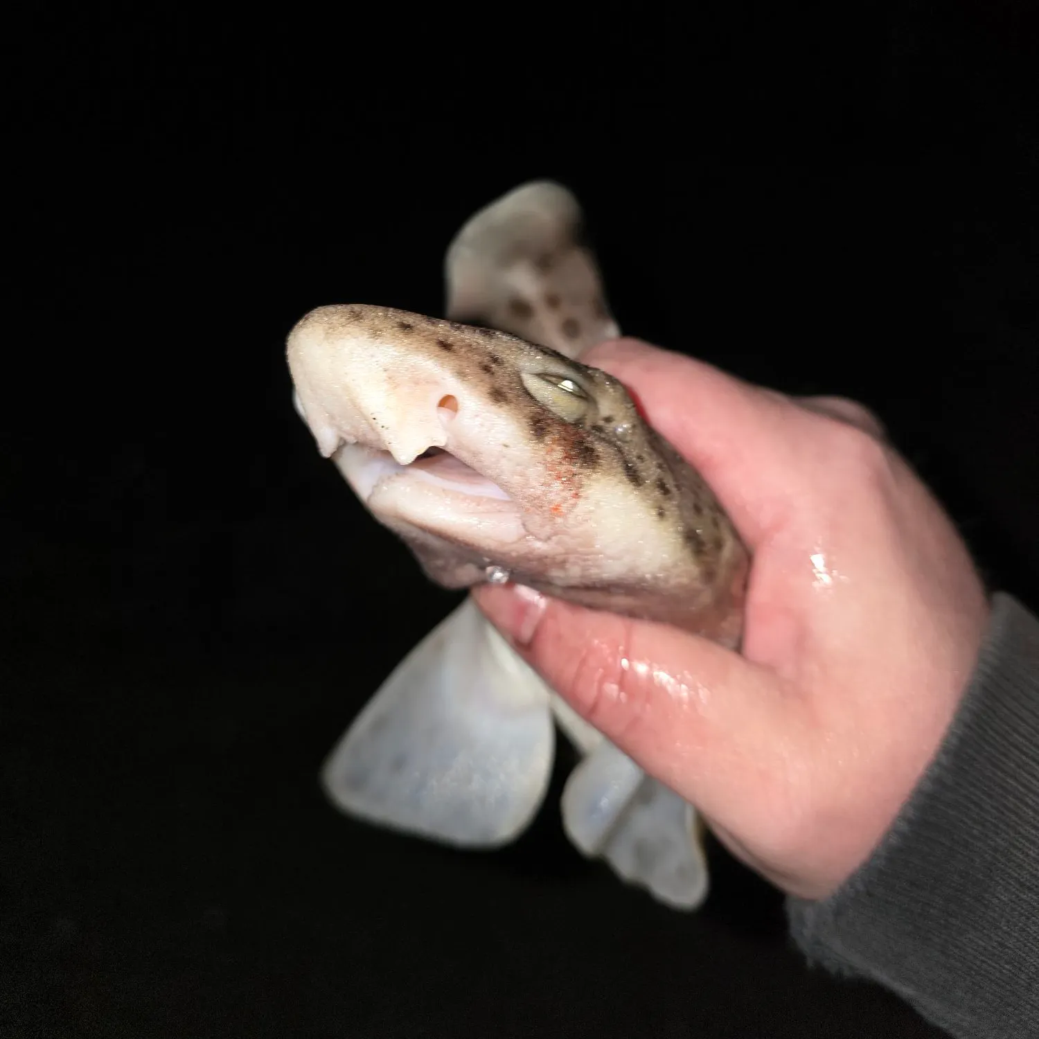 The most recent Nursehound catches on Fishbrain