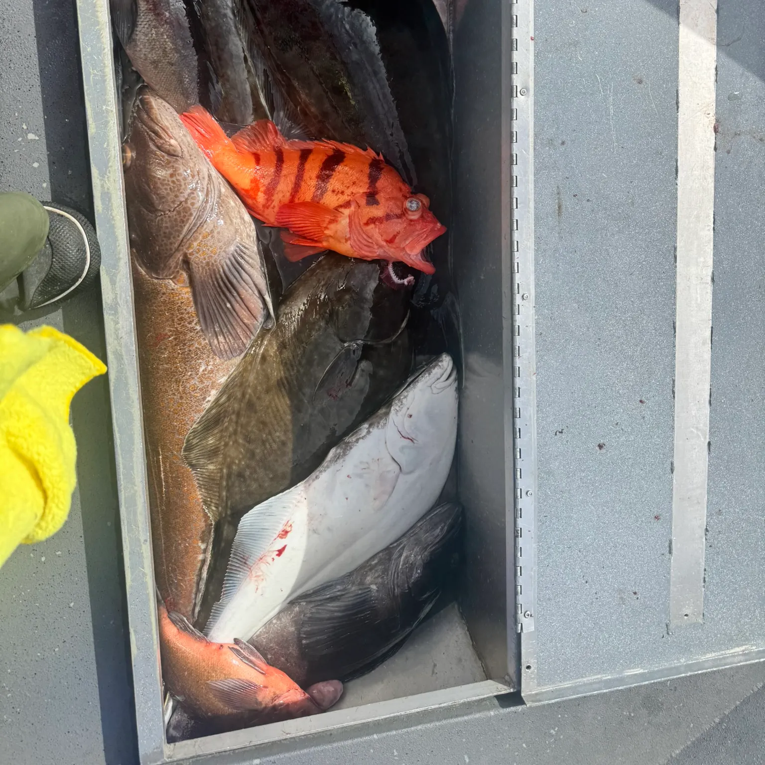 The most recent Pacific halibut catches on Fishbrain