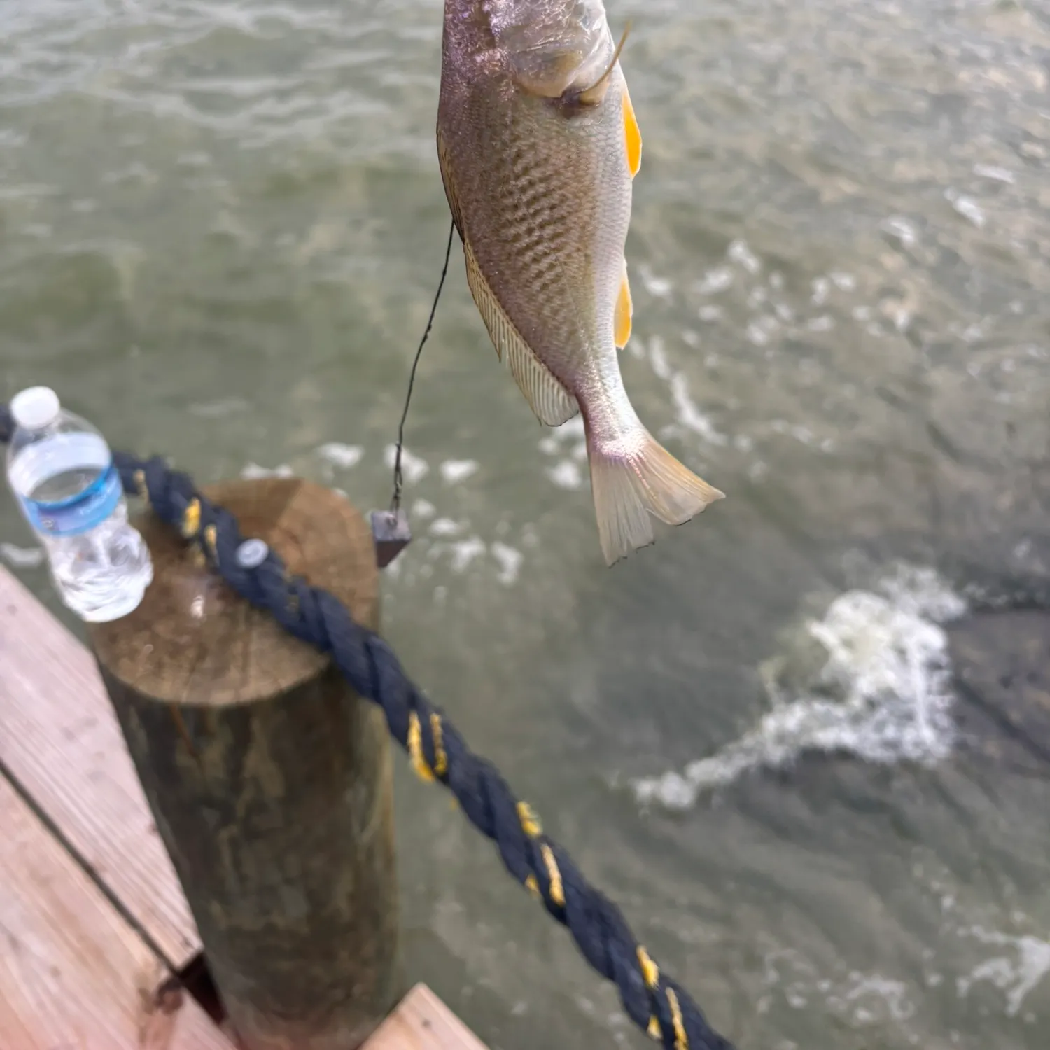 angler catch
