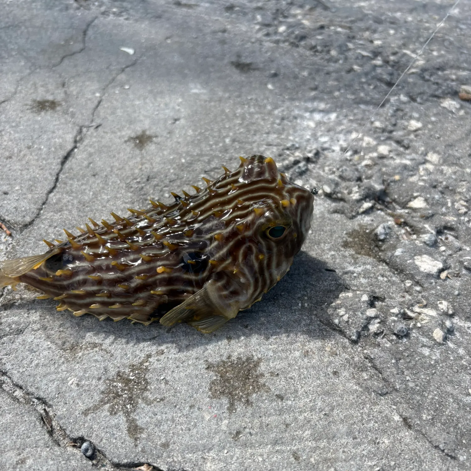 The most recent Striped burrfish catches on Fishbrain