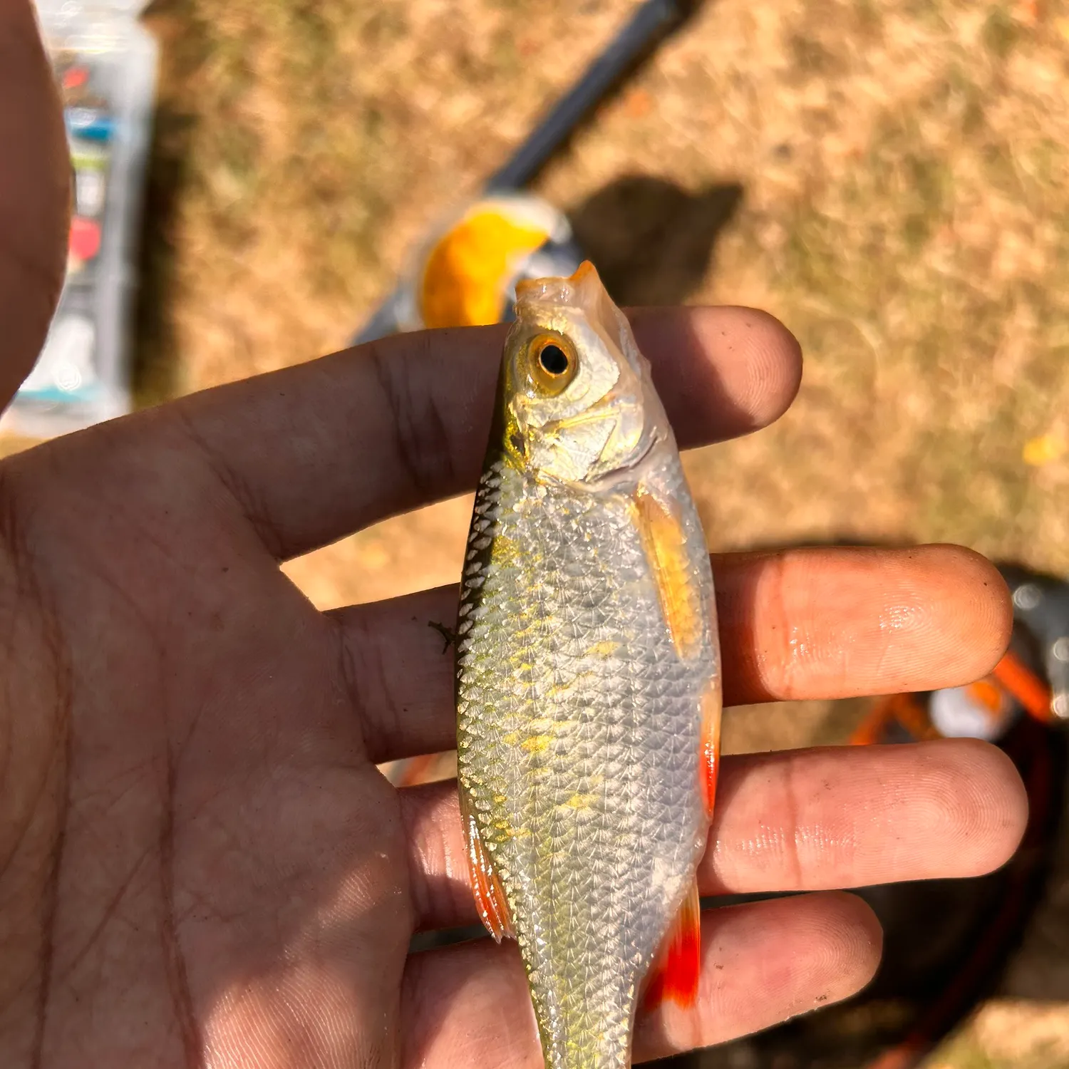 Common roach caught on Fishbrain