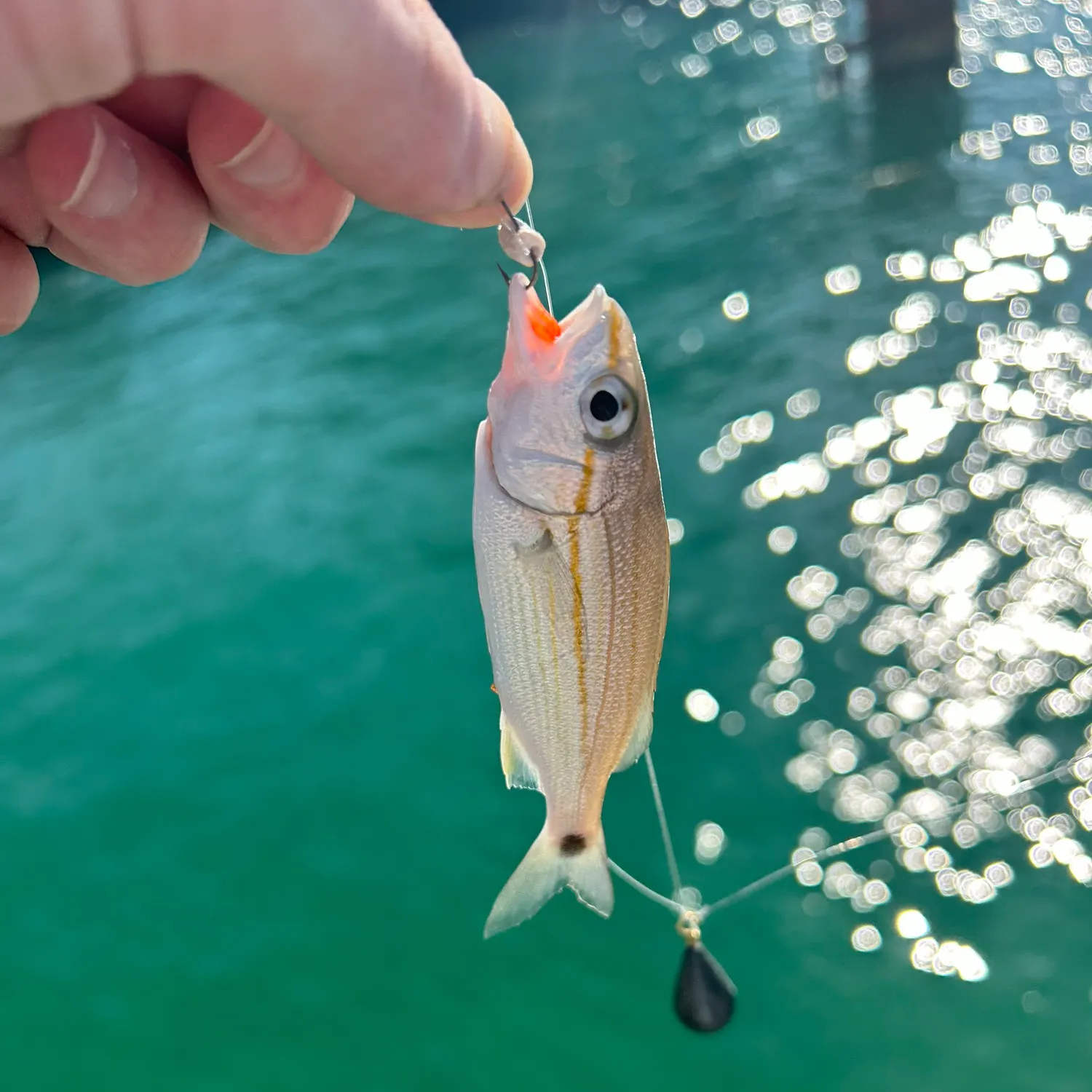 The most recent Tomtate grunt catches on Fishbrain