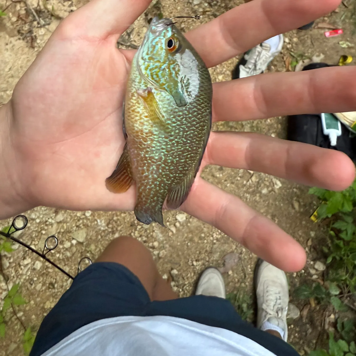 Greengill hybrid caught on Fishbrain