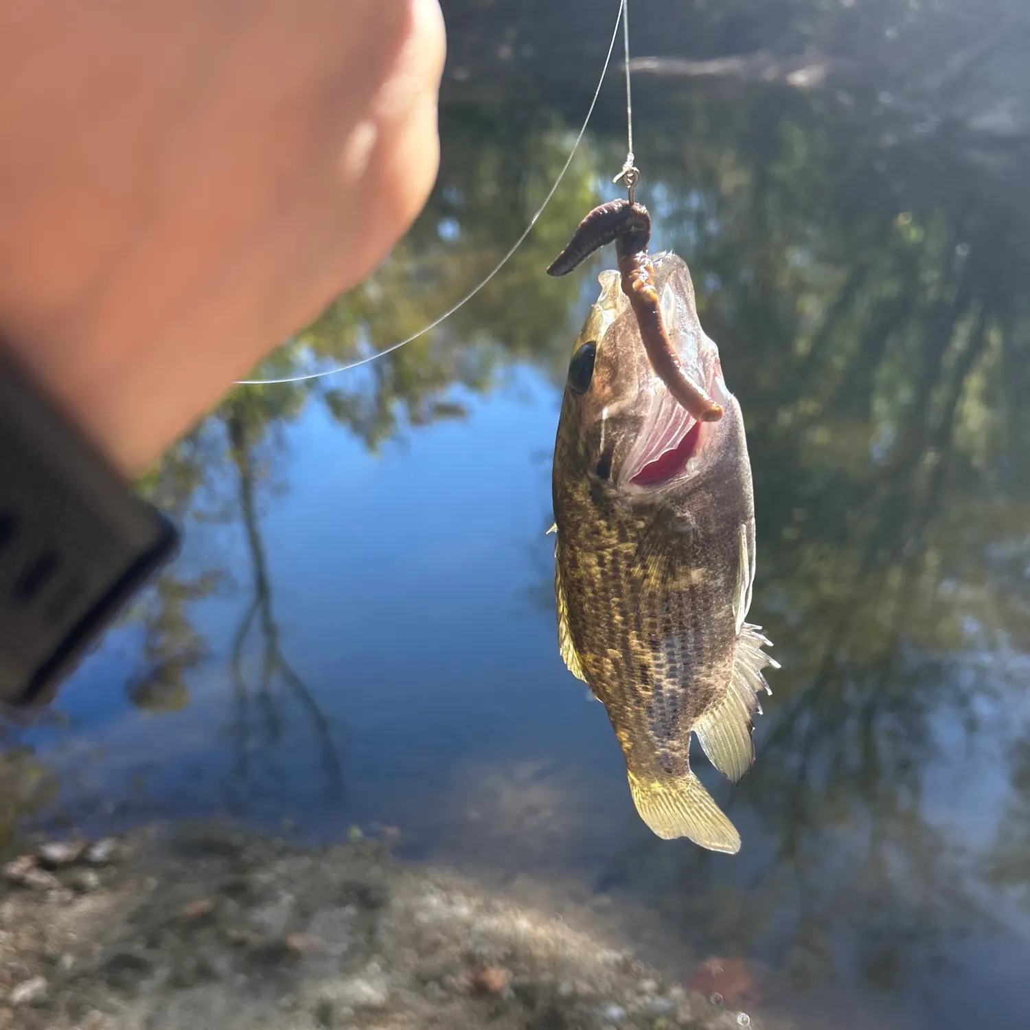 Rock bass caught on Fishbrain