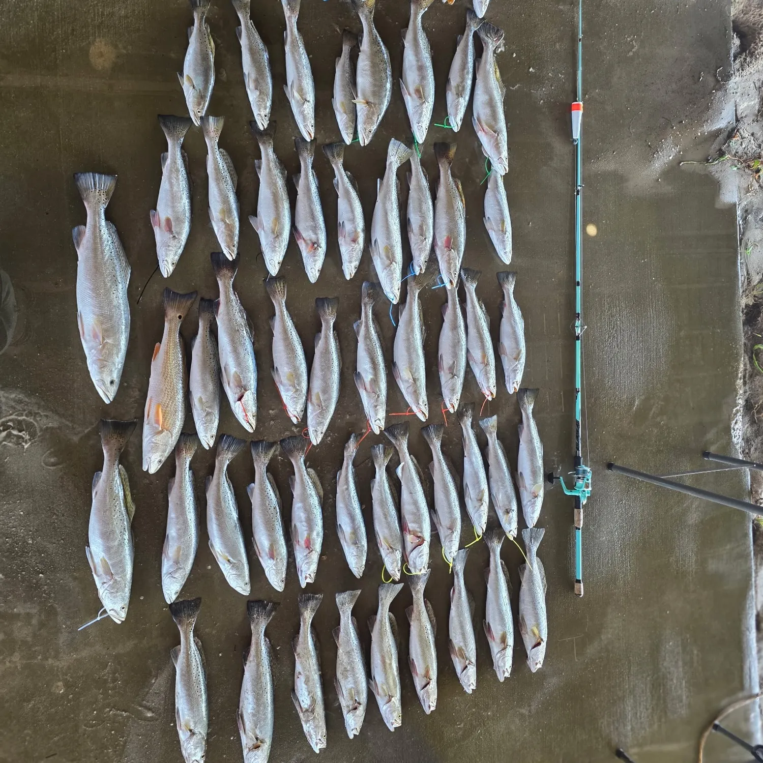 recently logged catches