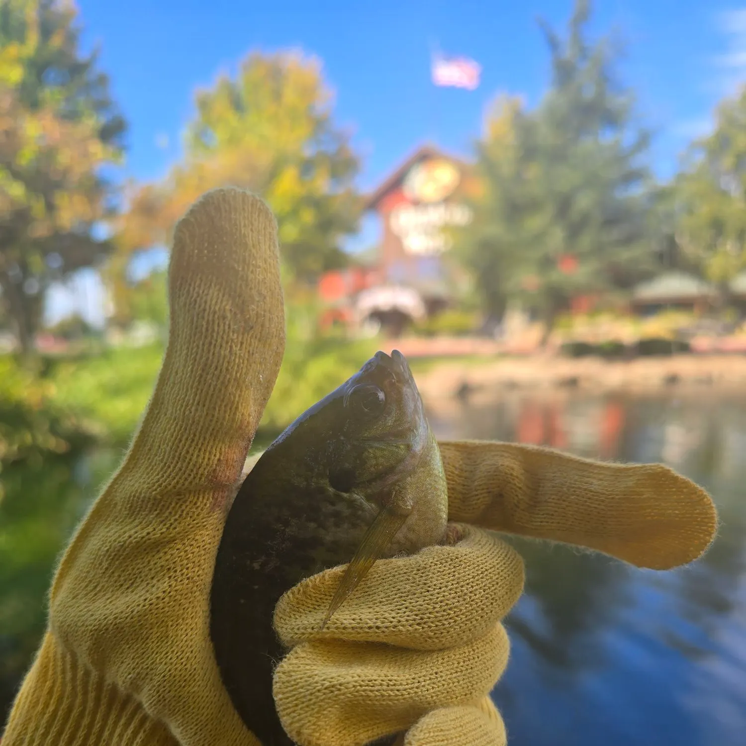 Bluegill caught on Fishbrain