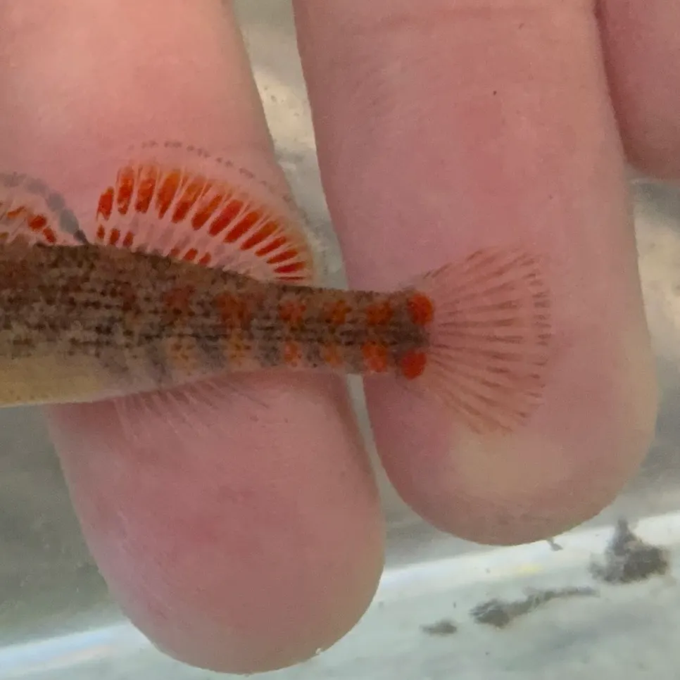 The most recent Orangethroat darter catches on Fishbrain