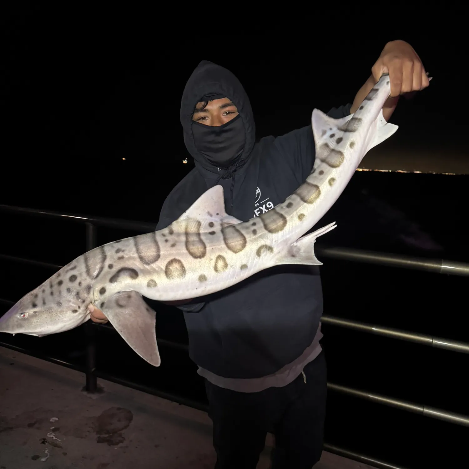 The most recent Leopard shark catches on Fishbrain
