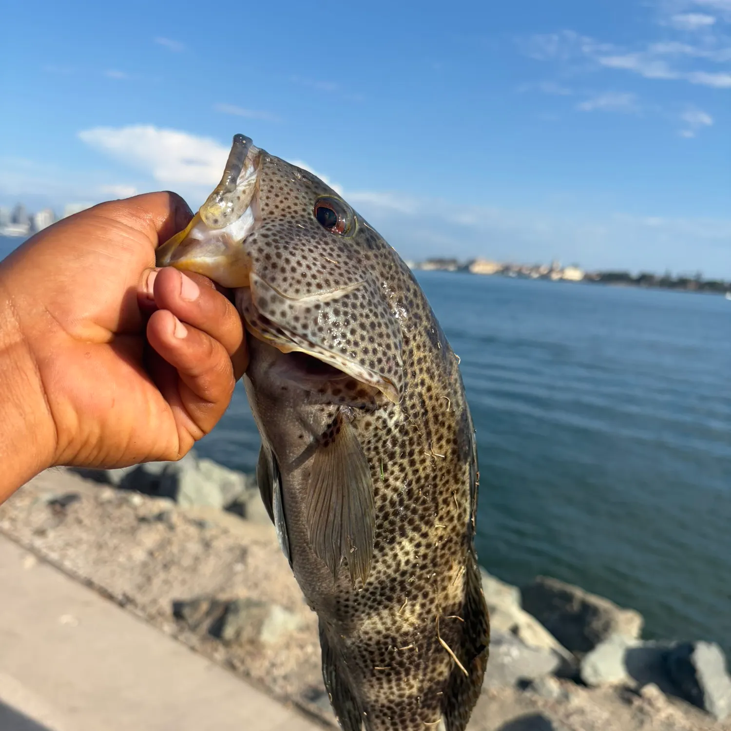 Spotted sand bass caught on Fishbrain