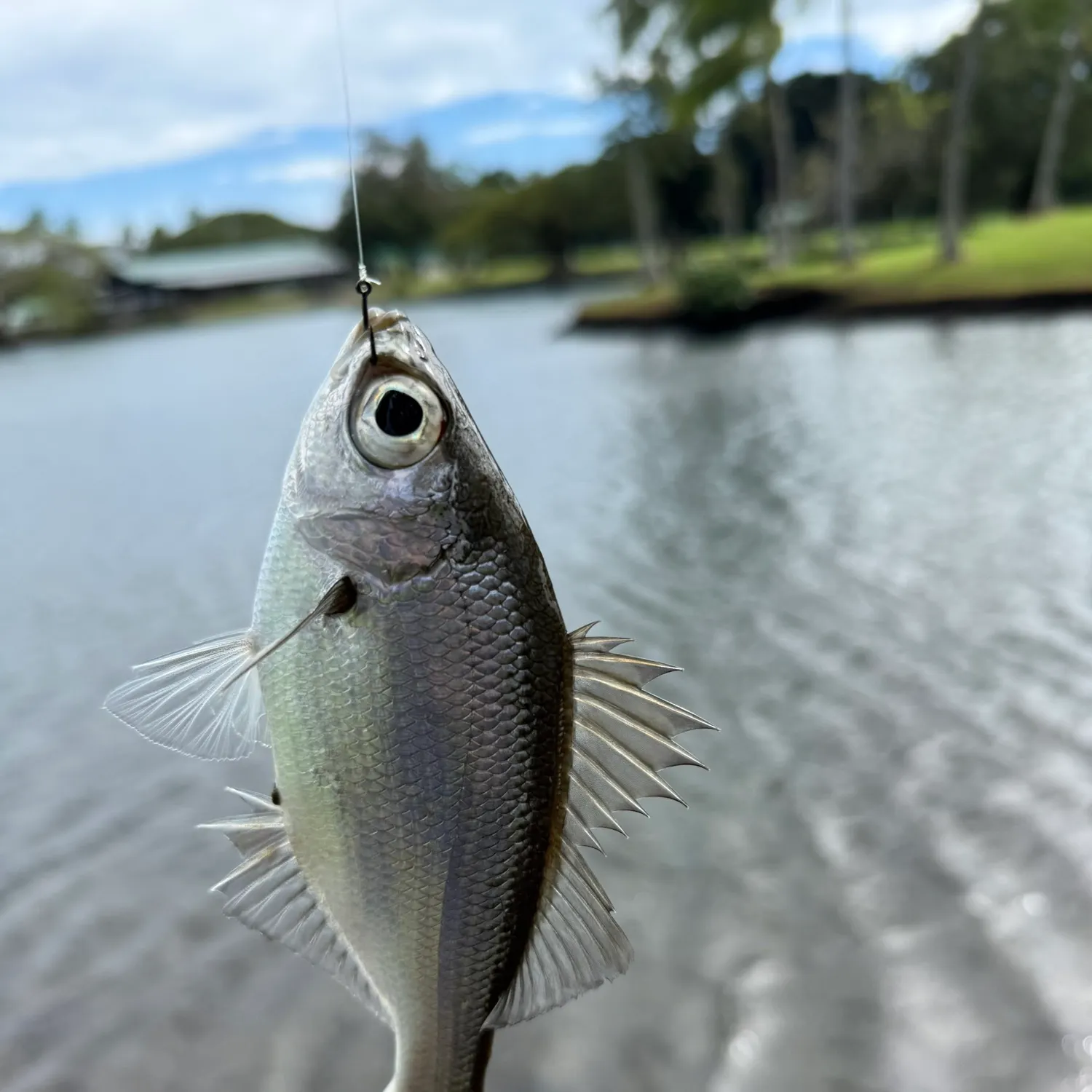 The most recent Reticulated flagtail catches on Fishbrain